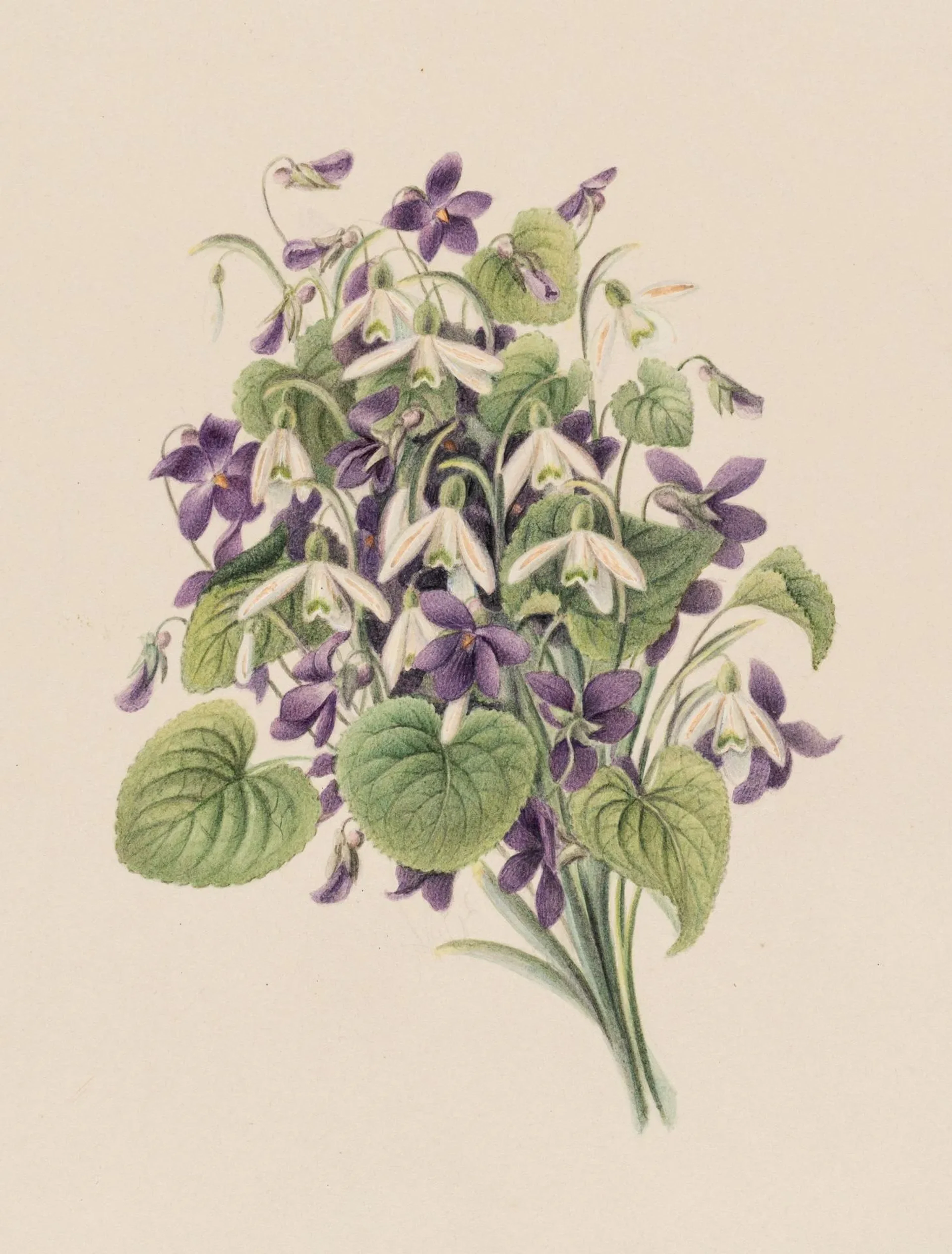 Unknown (19th century), Bouquet of Violets, circa 1840, Watercolor