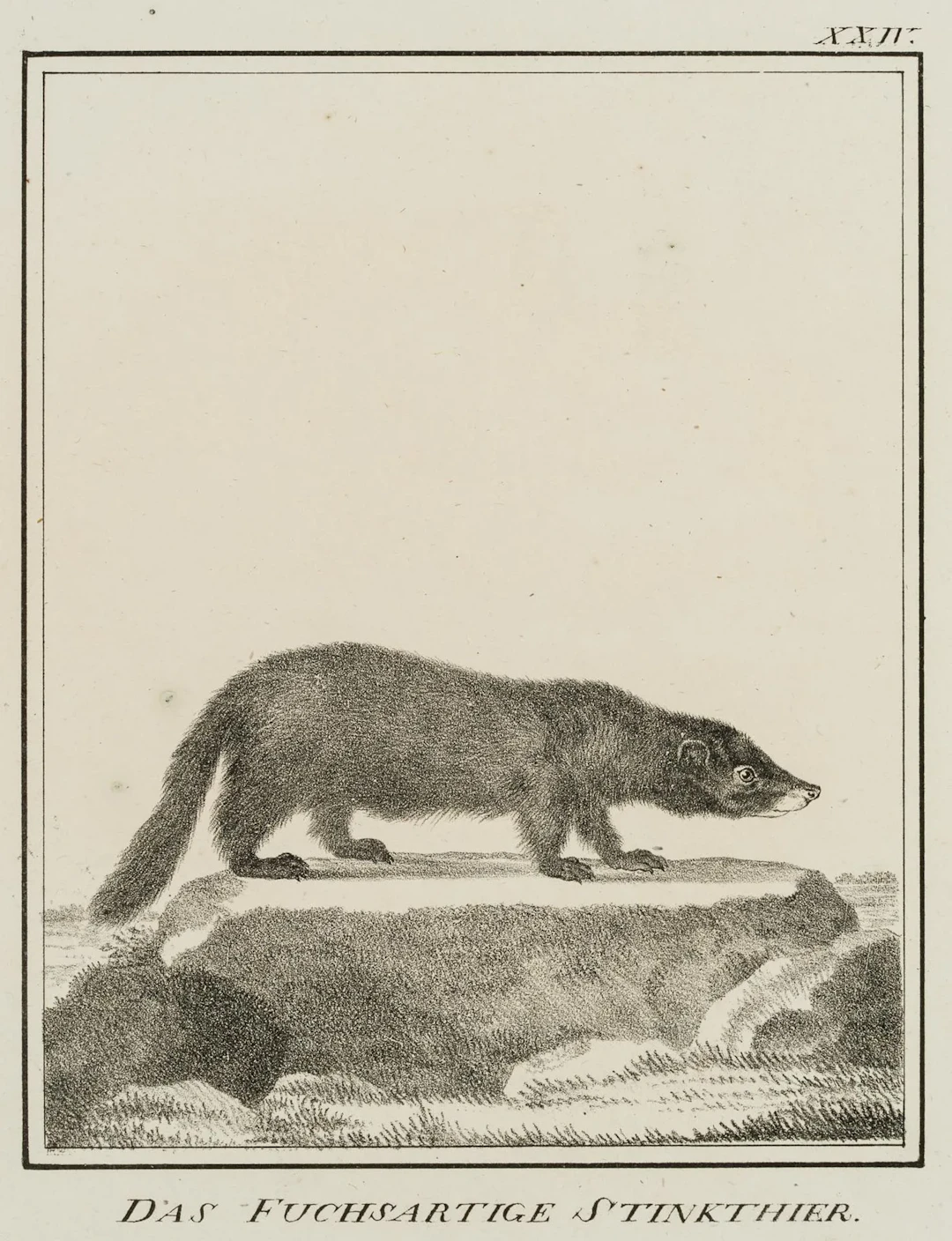 JUNGERMAN (19th), The fox-like skunk, Lithograph Jungerman (19th century):