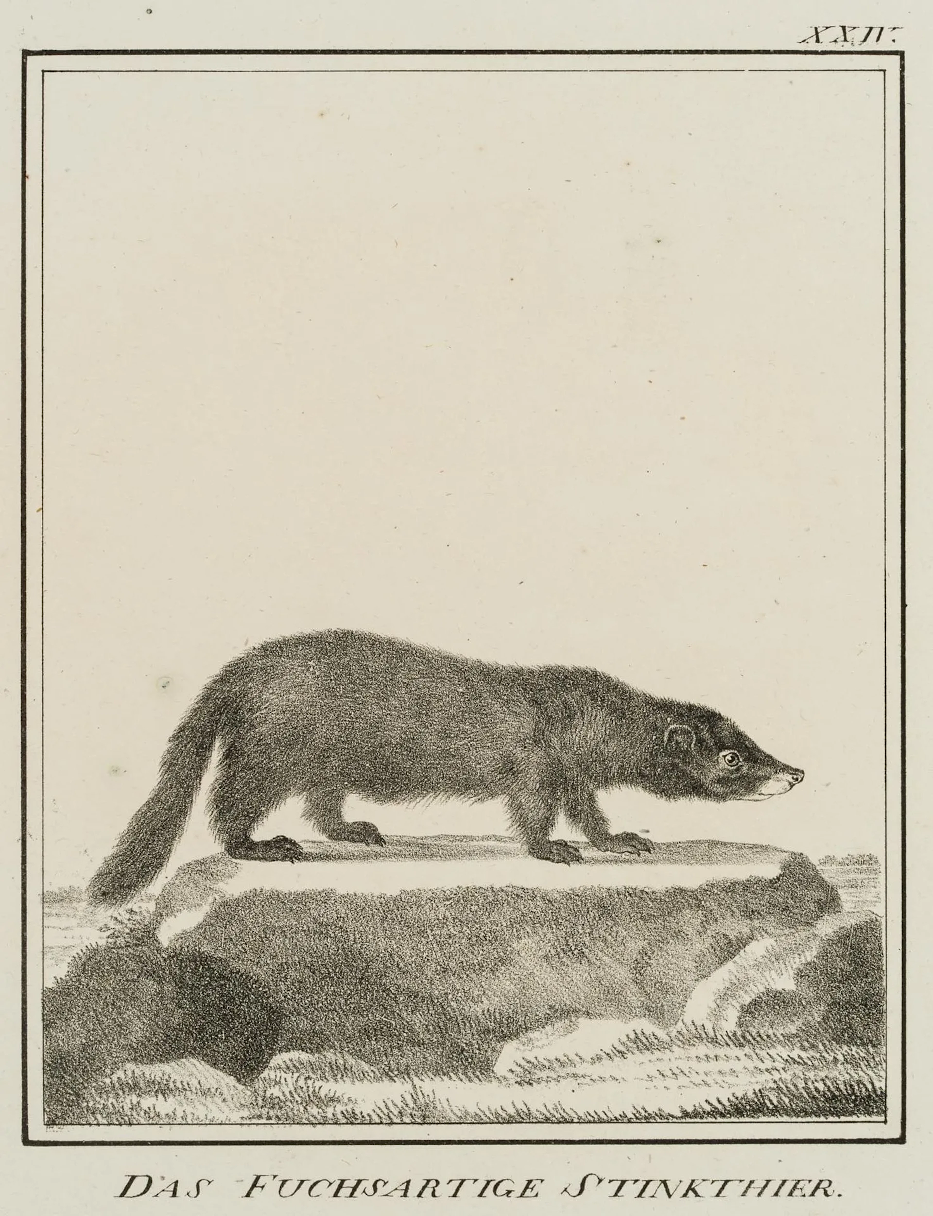 JUNGERMAN (19th), The fox-like skunk, Lithograph Jungerman (19th century):