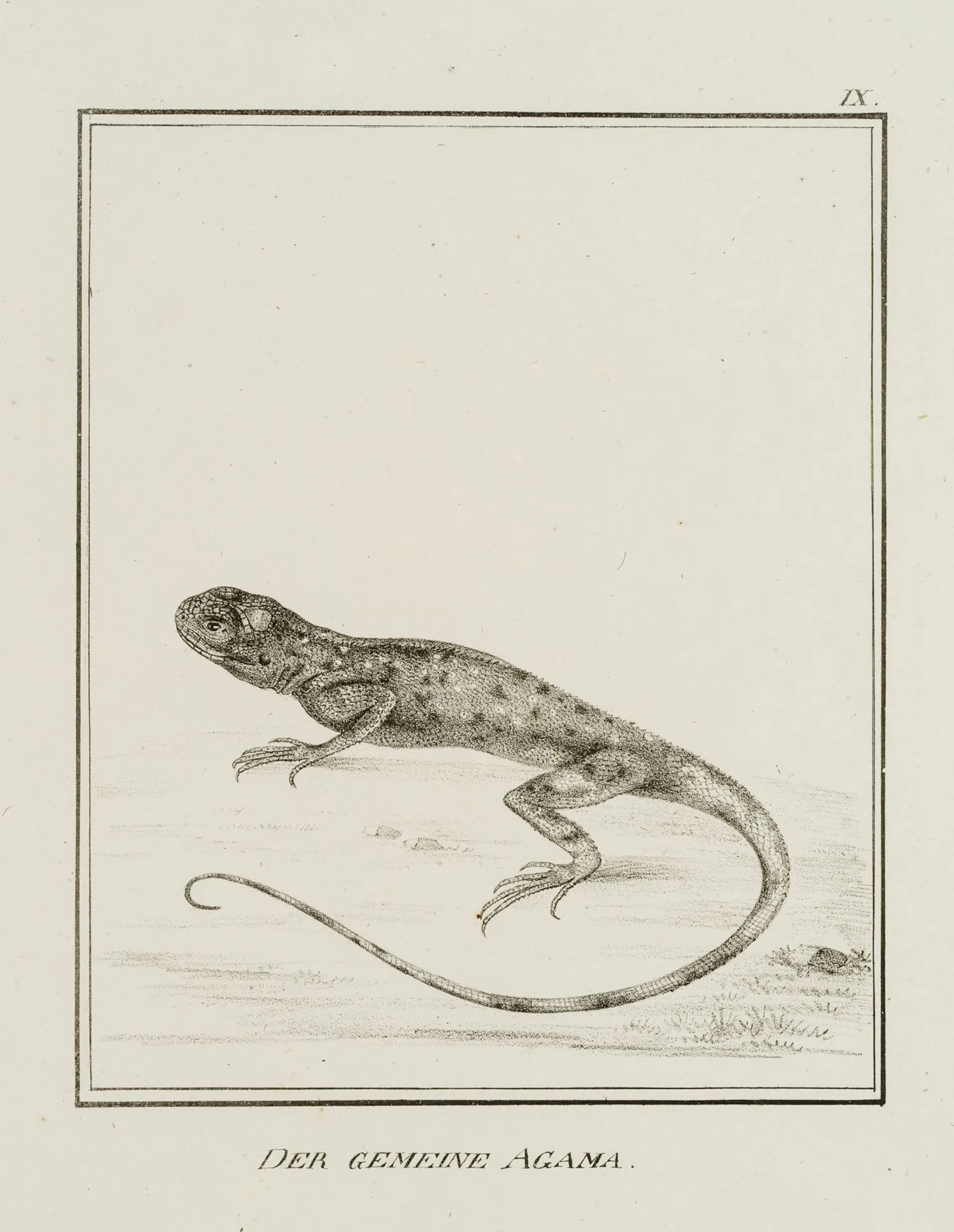 JUNGERMAN (19th), The Common Agama, or Leaf Lizard, Lithograph Jungerman