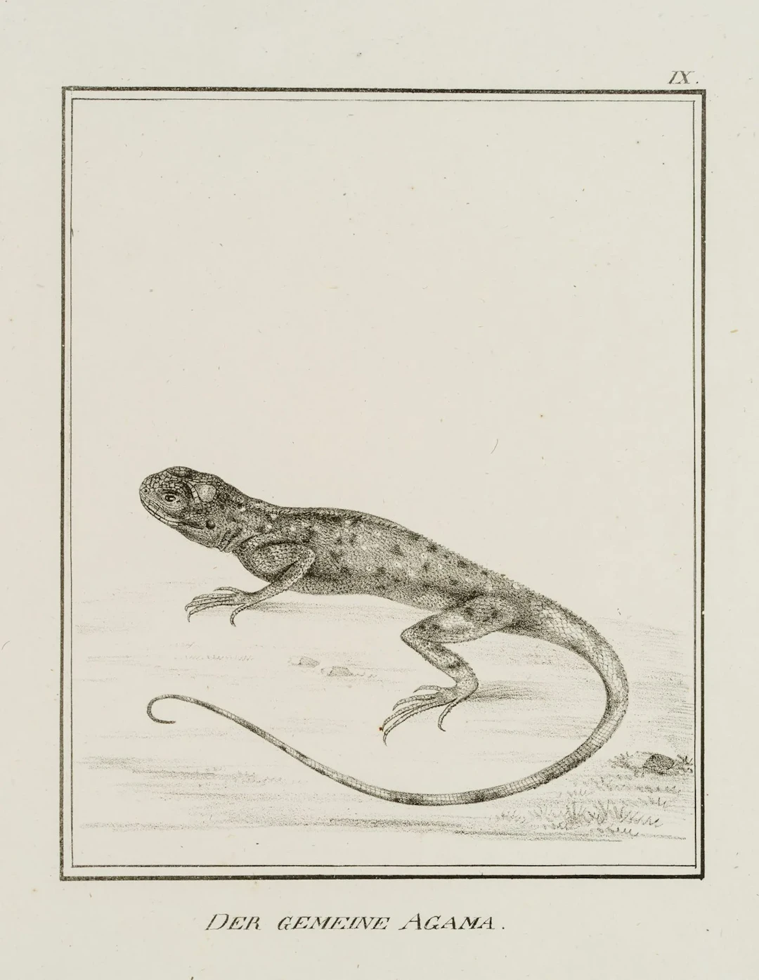 JUNGERMAN (19th), The Common Agama, or Leaf Lizard, Lithograph Jungerman