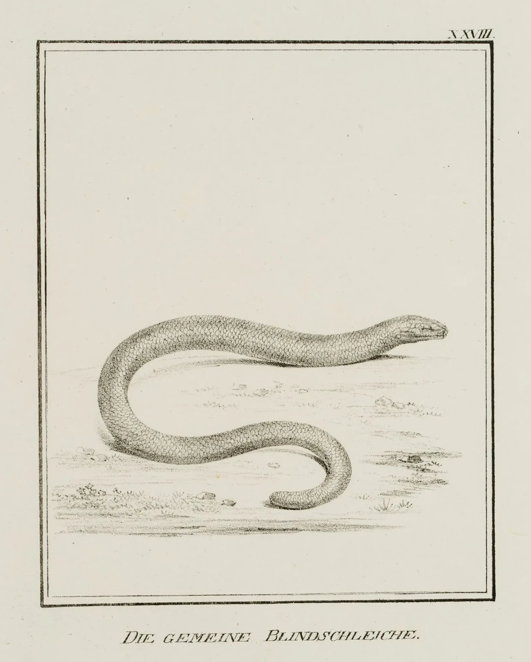 JUNGERMAN (19th), Common slow worm, reptiles, Lithography Jungerman