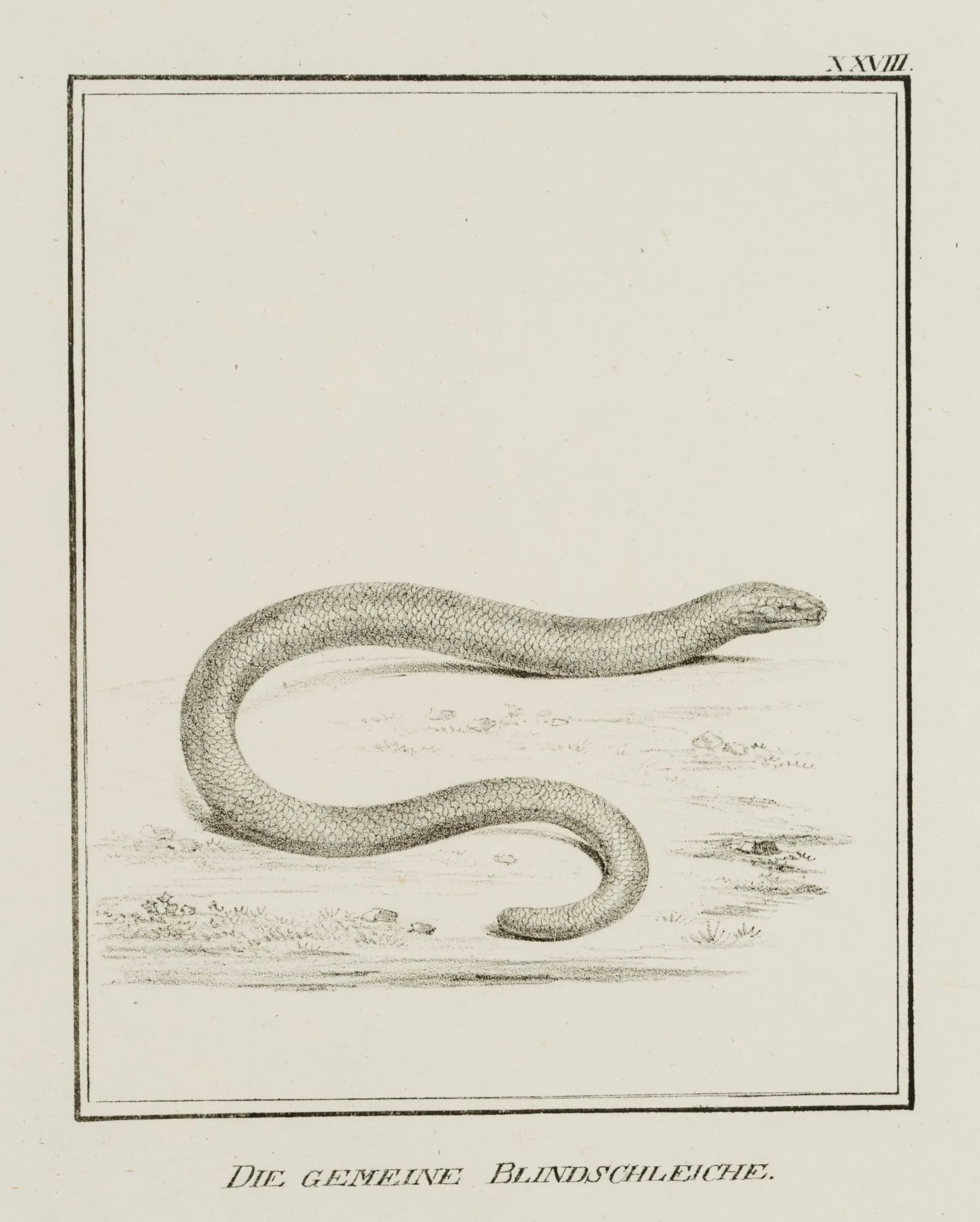 JUNGERMAN (19th), Common slow worm, reptiles, Lithography Jungerman