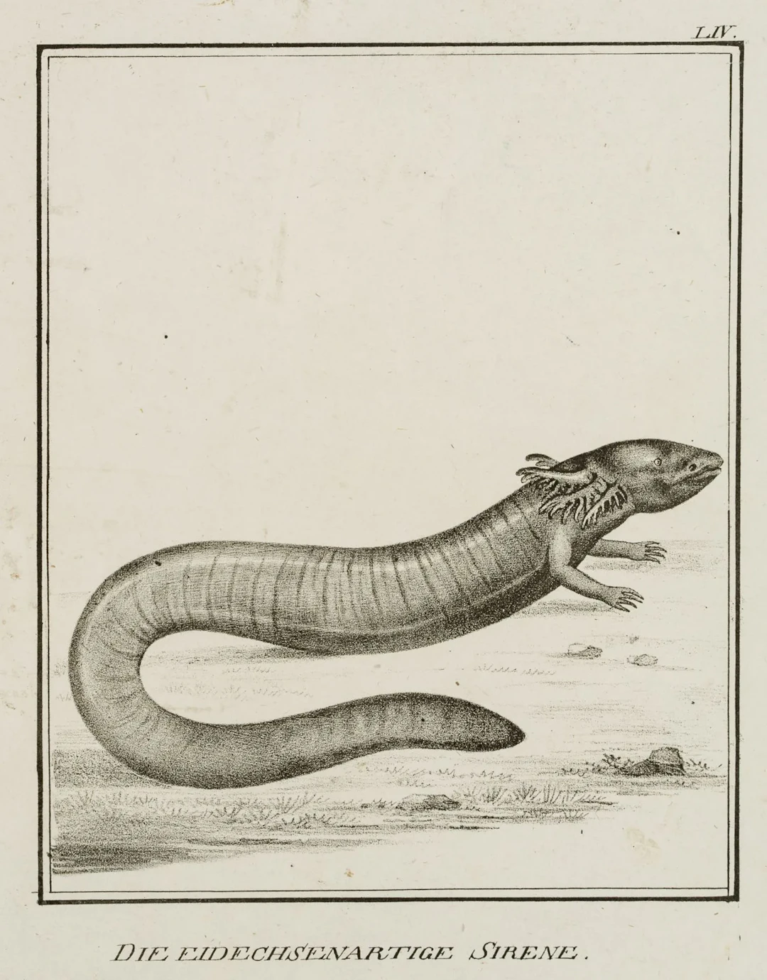 JUNGERMAN (19th), Lizard-like siren, reptiles, Lithography Jungerman