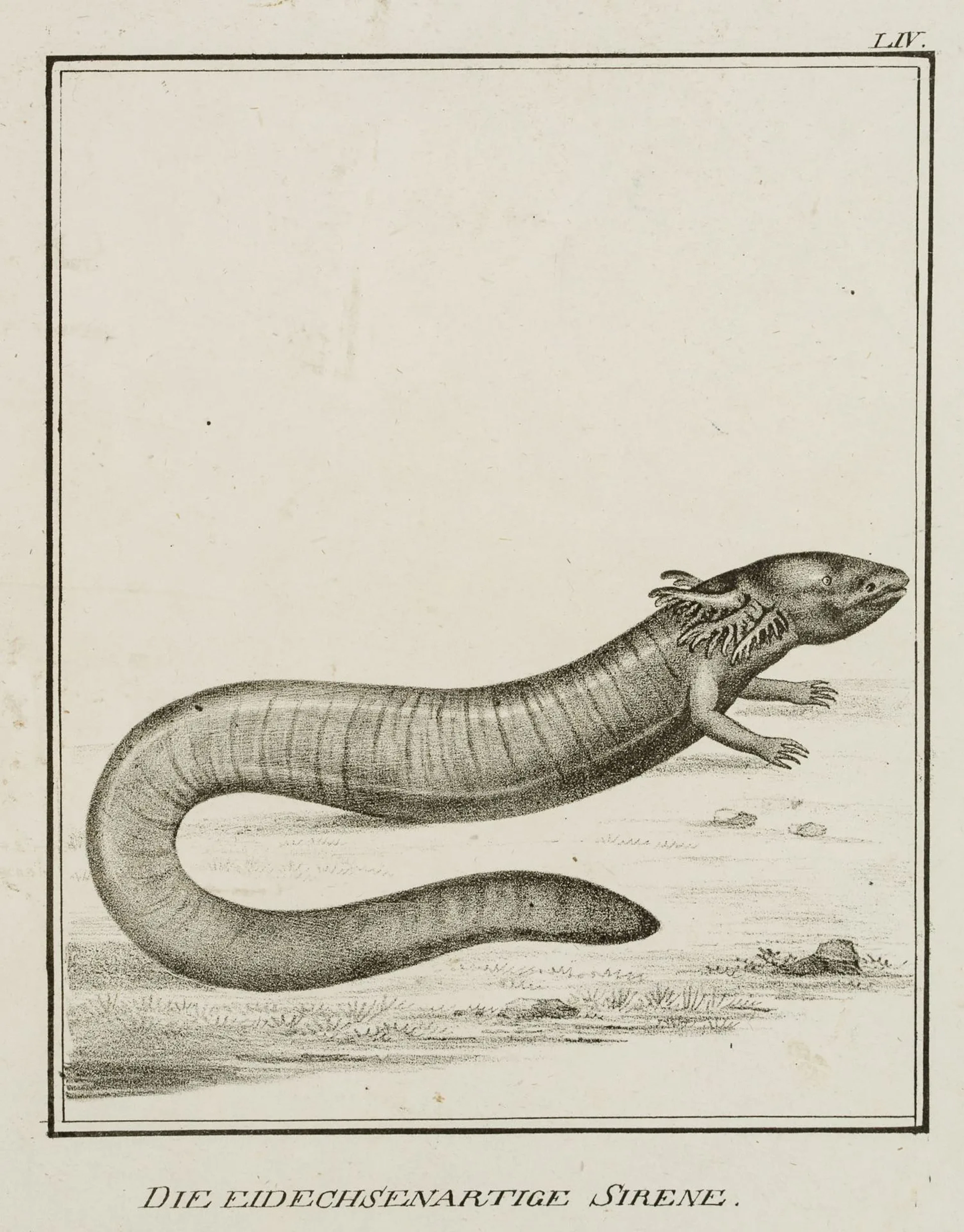 JUNGERMAN (19th), Lizard-like siren, reptiles, Lithography Jungerman