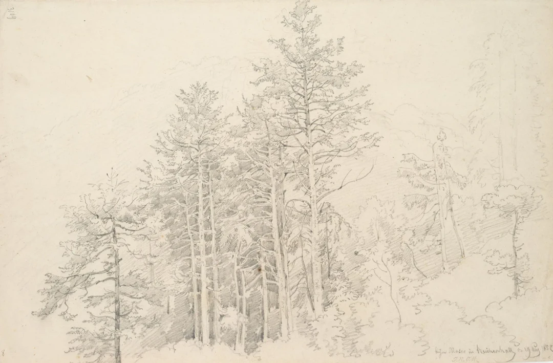 J. OTT (1804-1870), Group of fir trees in Reichenhall, 1852, Pencil
