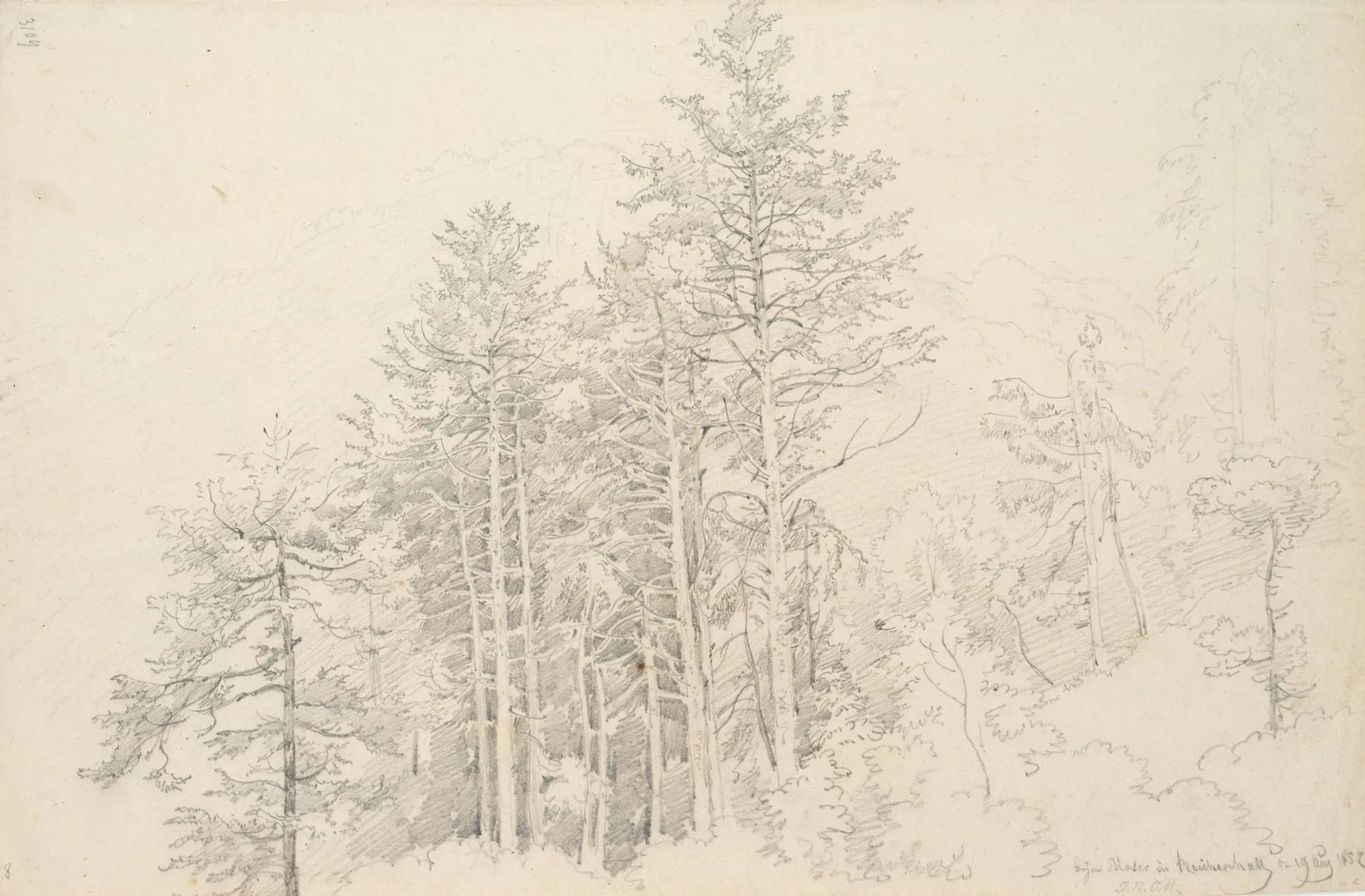 J. OTT (1804-1870), Group of fir trees in Reichenhall, 1852, Pencil