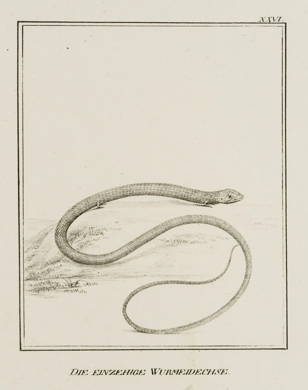 JUNGERMAN (19th), Single-toed worm lizard, reptiles, Lithography Jungerman