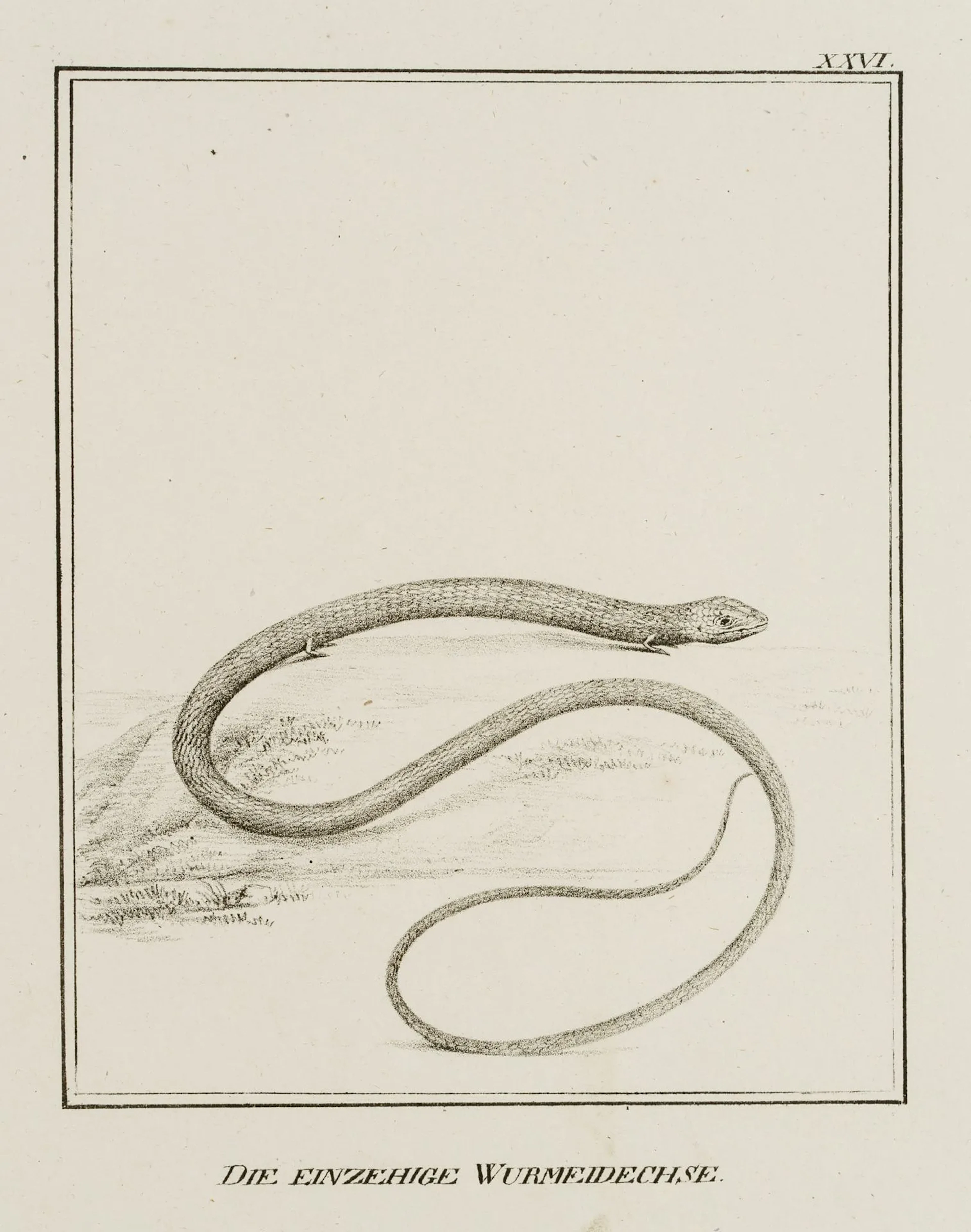 JUNGERMAN (19th), Single-toed worm lizard, reptiles, Lithography Jungerman