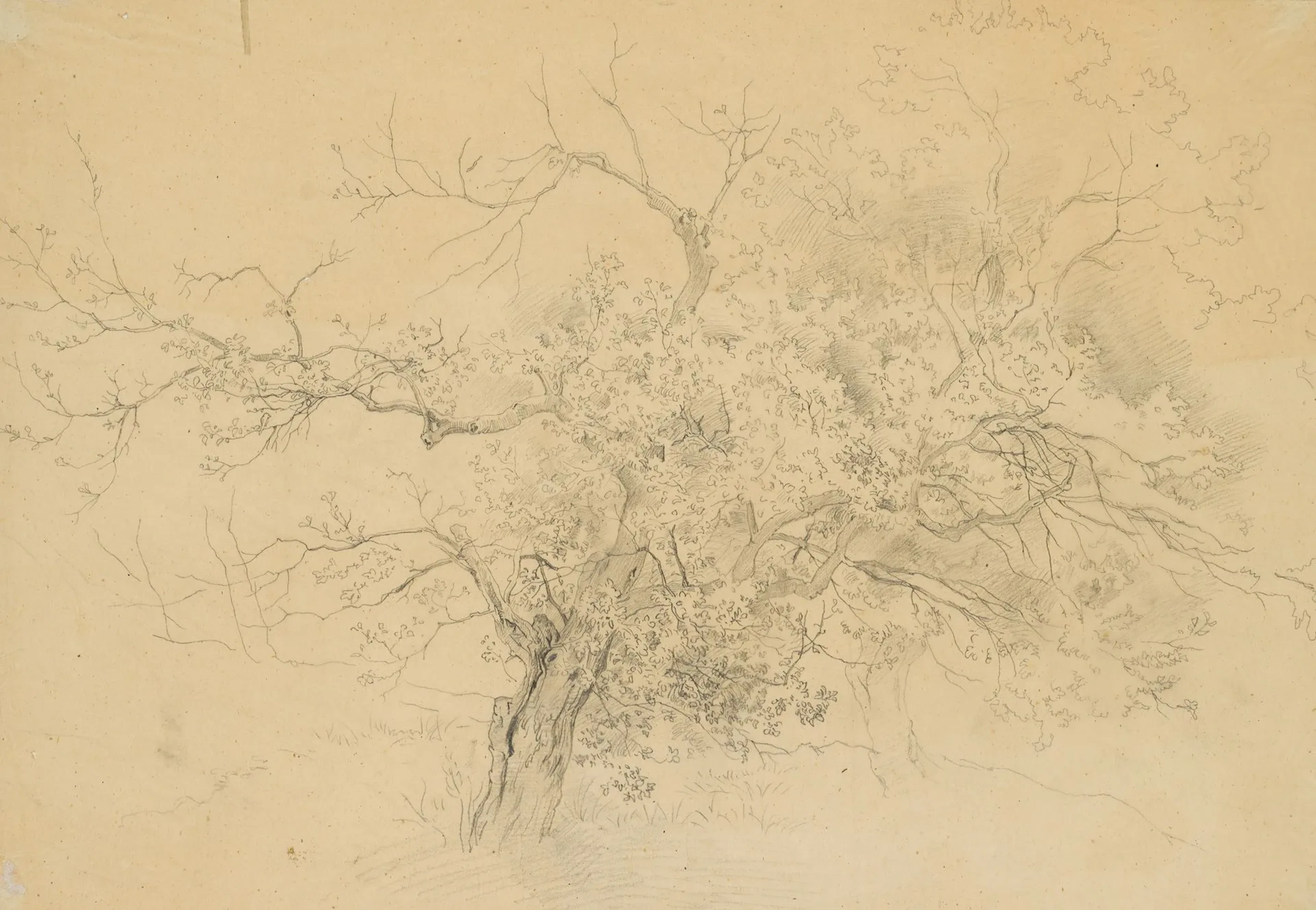 A. VENUS (1842–1871), Gnarled sessile oak, around 1866, pencil Albert