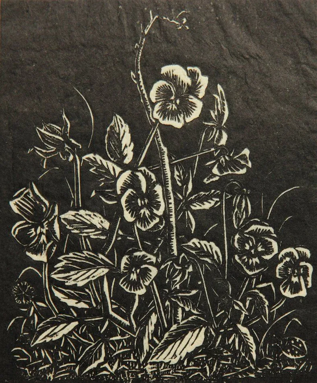 Unknown (20th), Hedge rose, Linocut Unknown (20th century): Hedge