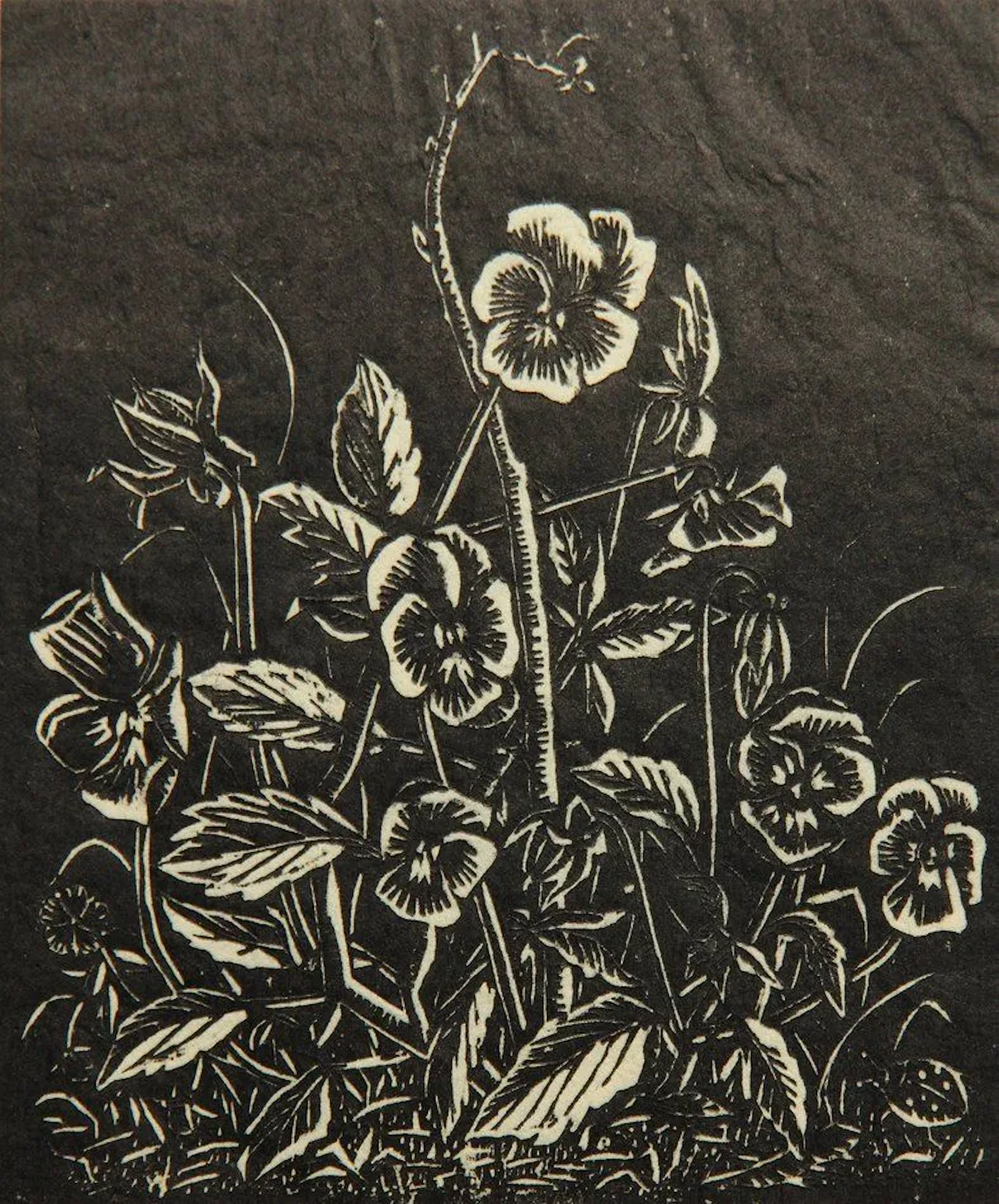 Unknown (20th), Hedge rose, Linocut Unknown (20th century): Hedge