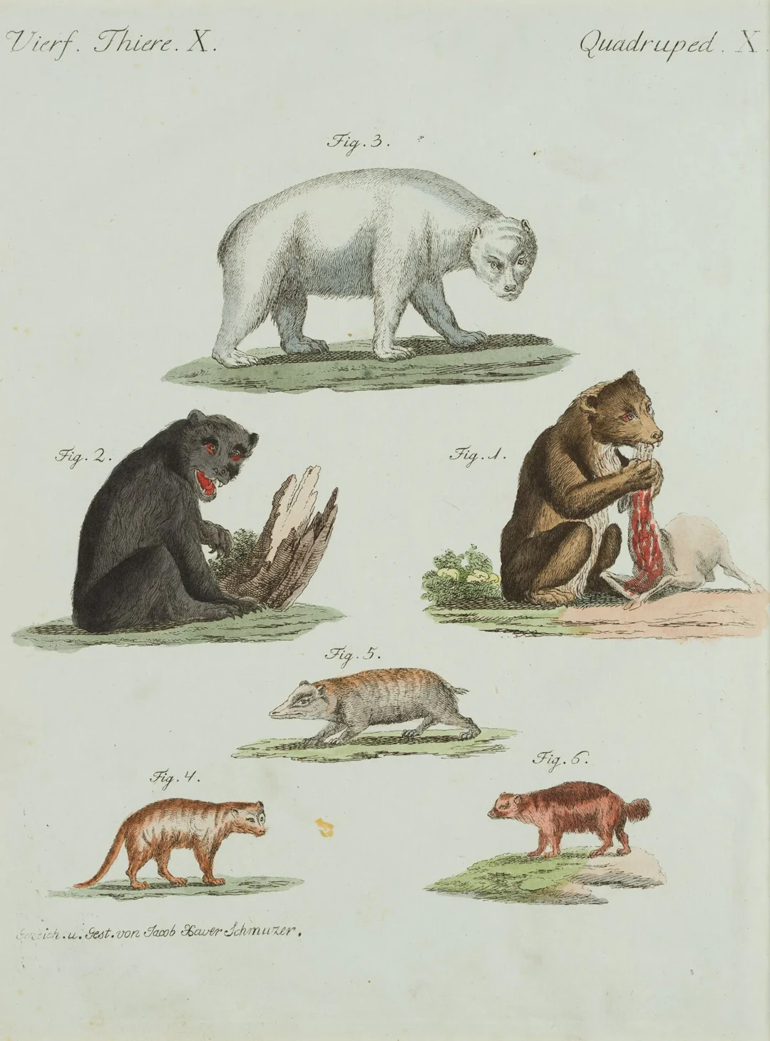 J. SCHMUZER (1713-1775), Types of bears. Zoology, Copper engraving