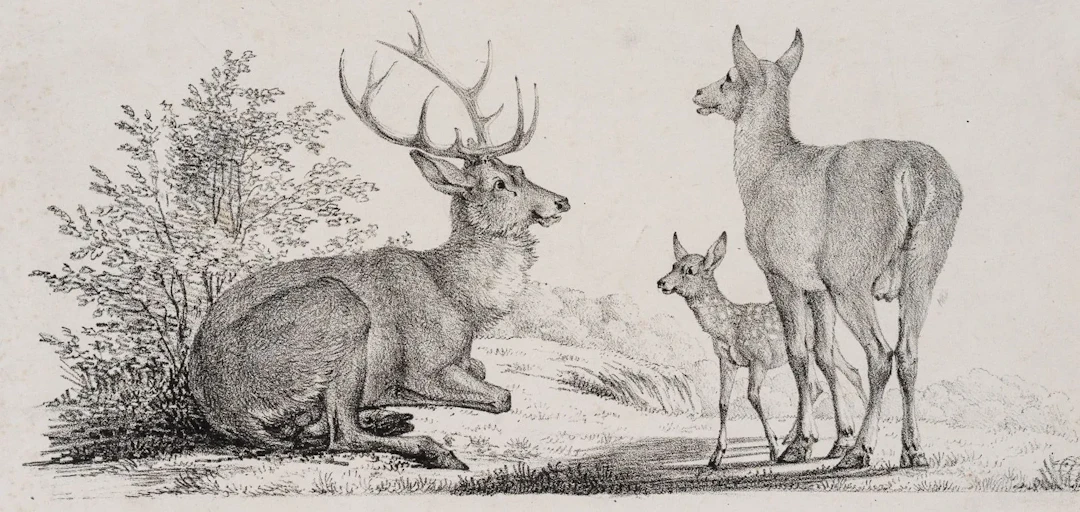 R. WINTER (1784–1852), A Family of Roe Deer Resting in a Meadow, Lithograph
