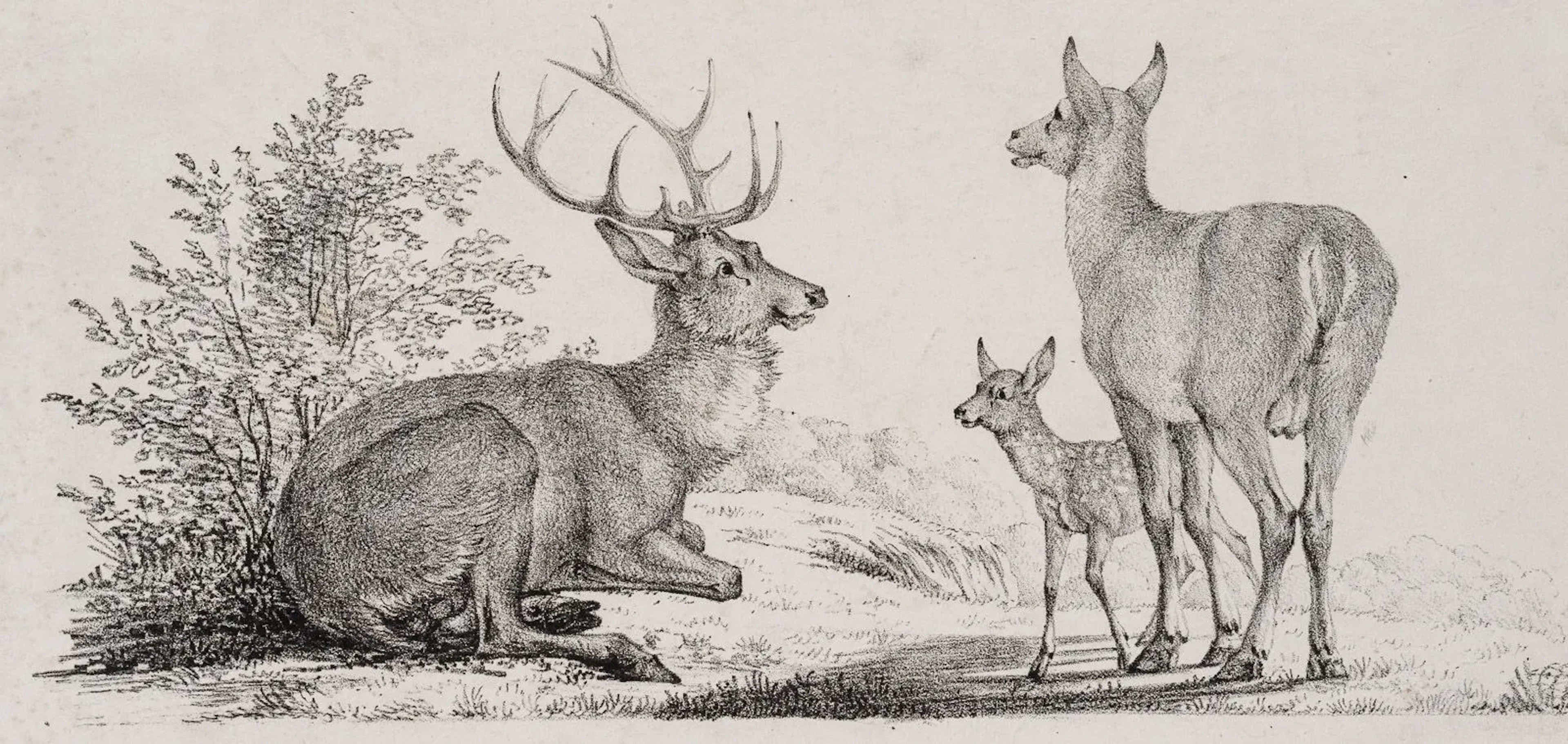R. WINTER (1784–1852), A Family of Roe Deer Resting in a Meadow, Lithograph