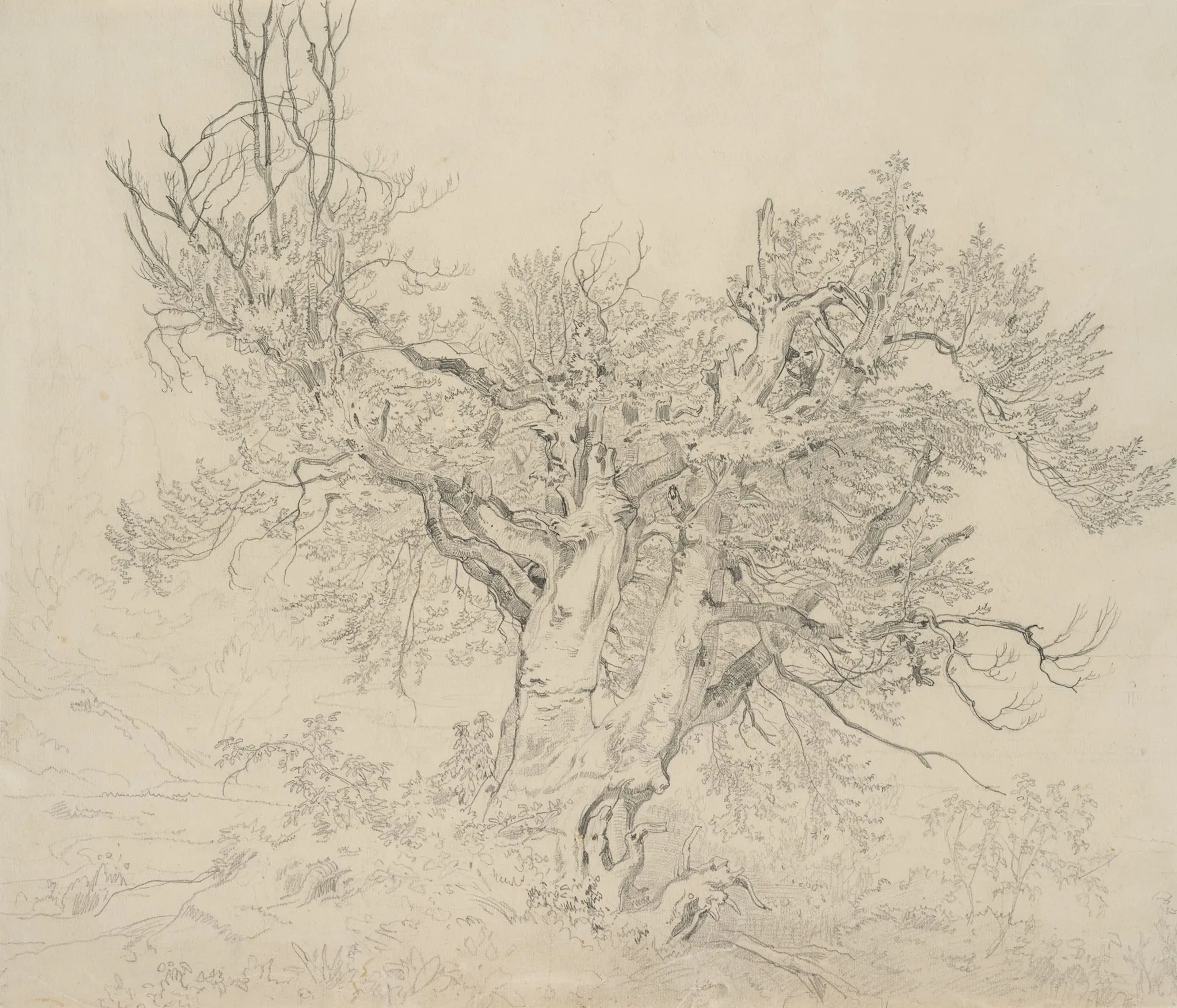 R. ZIMMERMANN (*1820), Tree Study: Gnarled Ash, around 1850, pencil