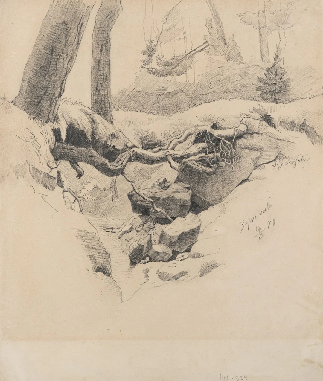 J. ROESSLER (19th), Root in the Bopser Forest, 1878, Pencil J.G. Roessler