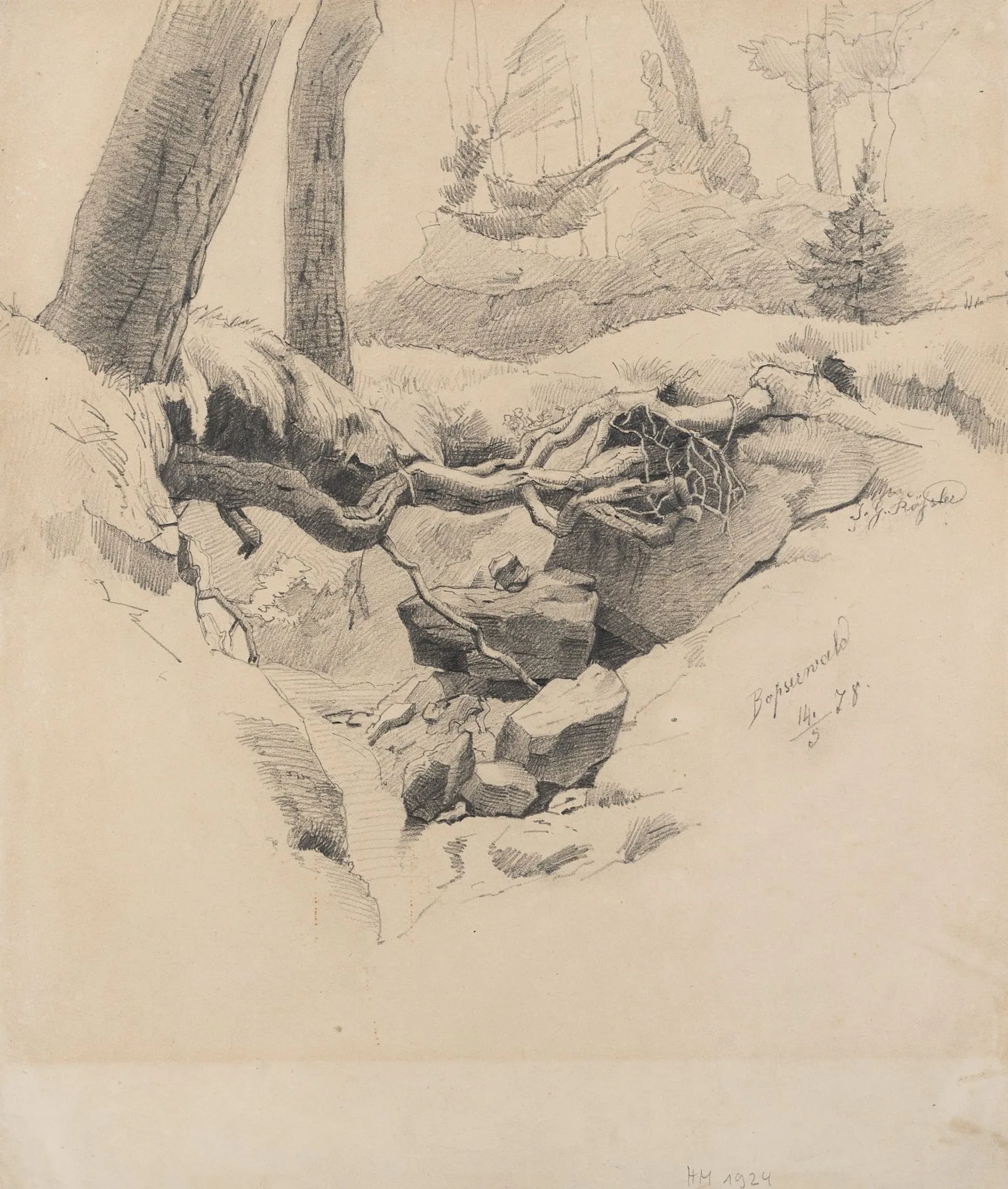 J. ROESSLER (19th), Root in the Bopser Forest, 1878, Pencil J.G. Roessler
