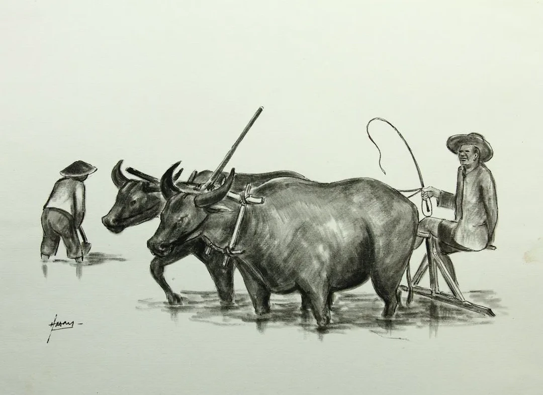 Unknown (20th), Asian rice farmers ploughing, Brush drawing Unknown