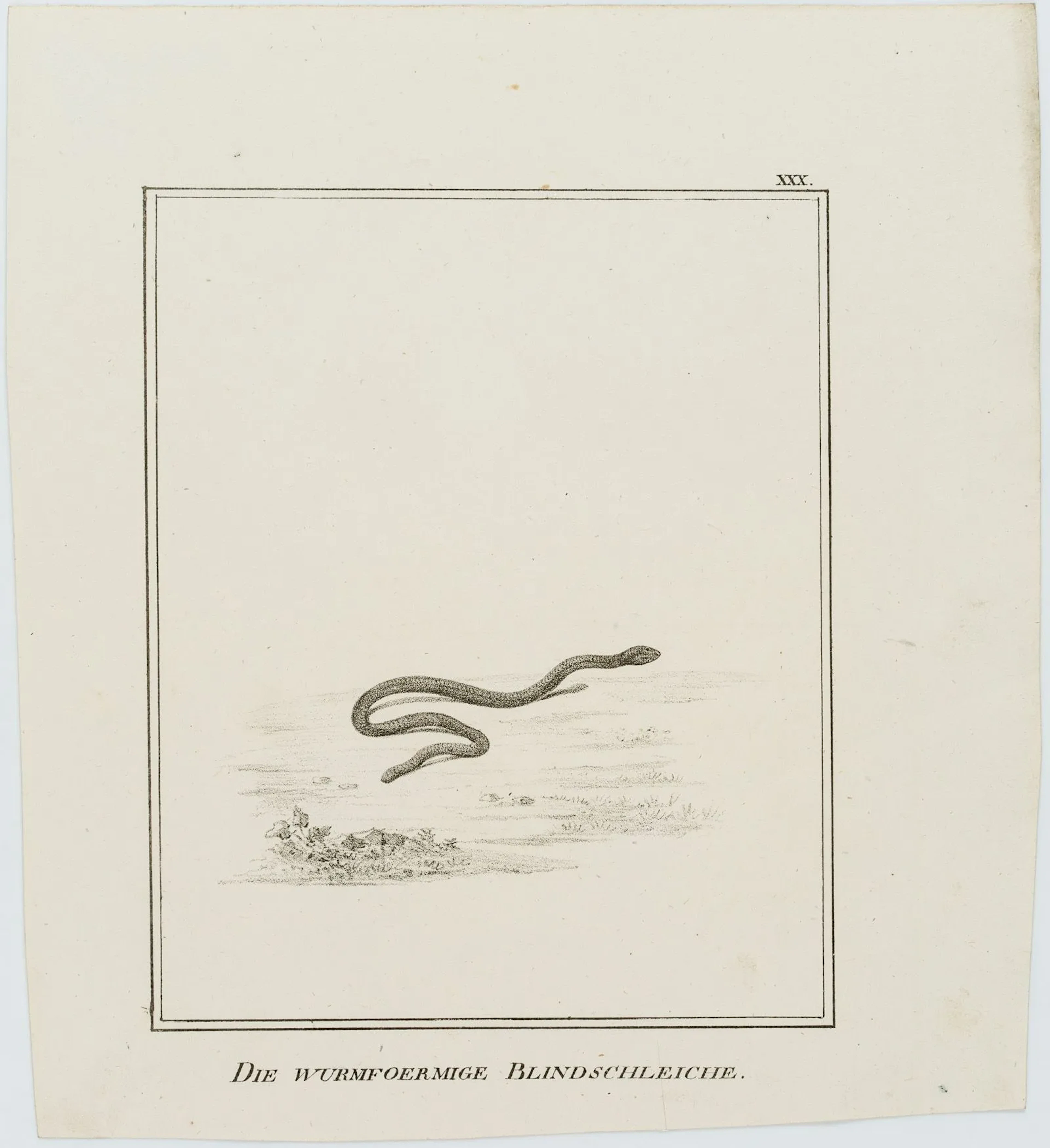 JUNGERMAN (19th), The Worm-Like Slow Worm, Lithography Jungerman (19th