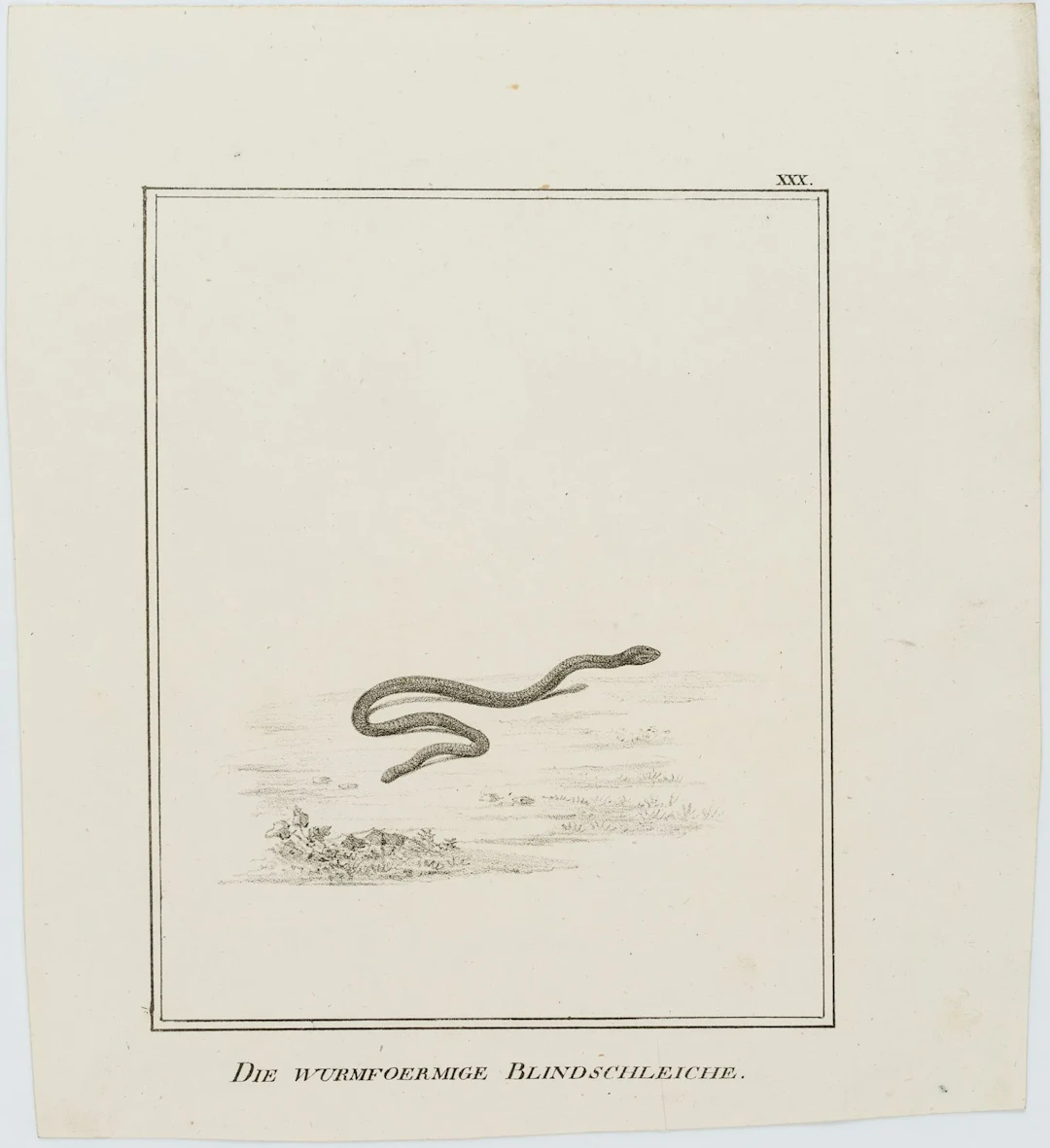 JUNGERMAN (19th), The Worm-Like Slow Worm, Lithography Jungerman (19th