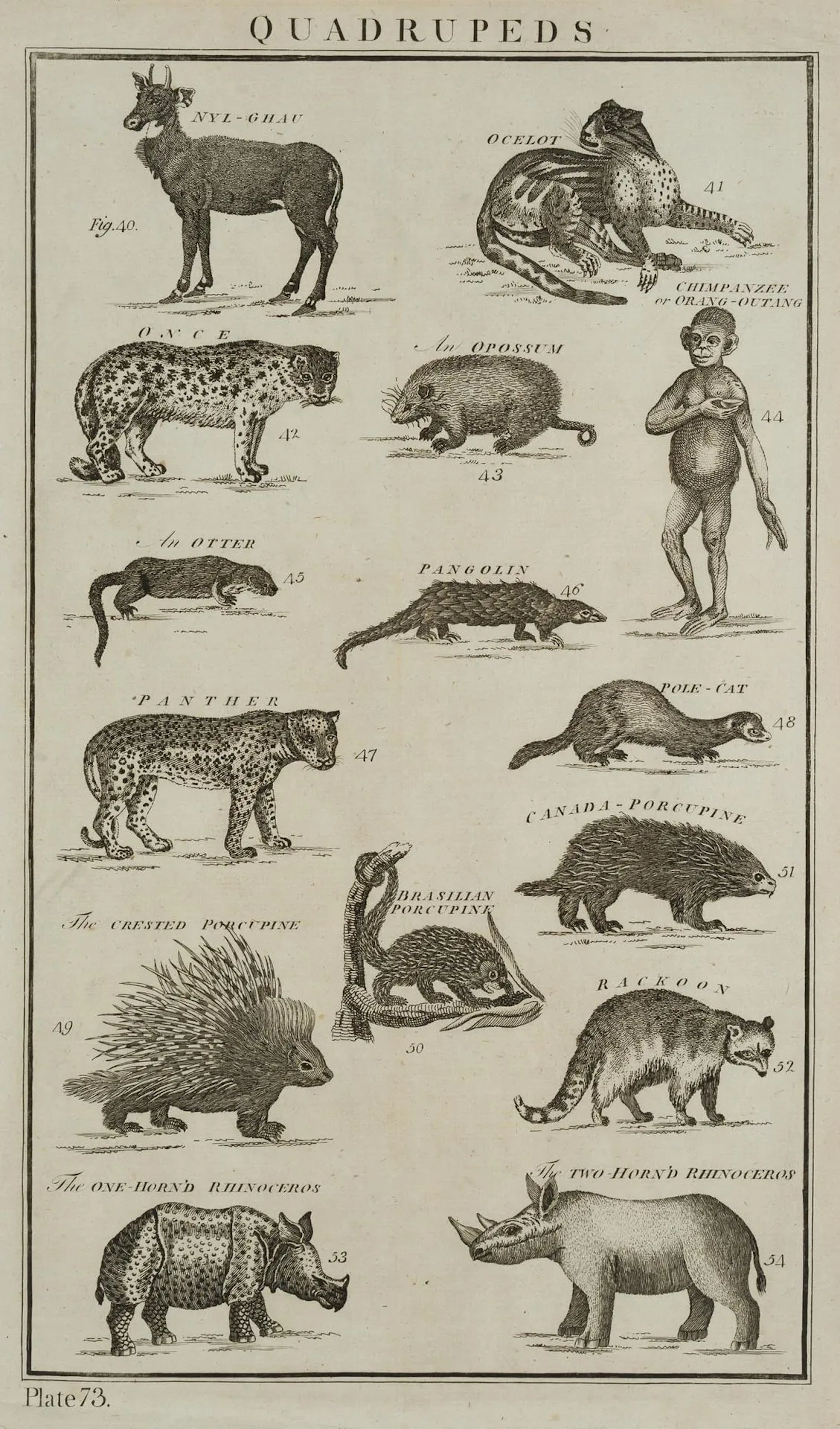 Unknown (18th century), Quadrupeds, panthers, chimpanzees, circa 1788