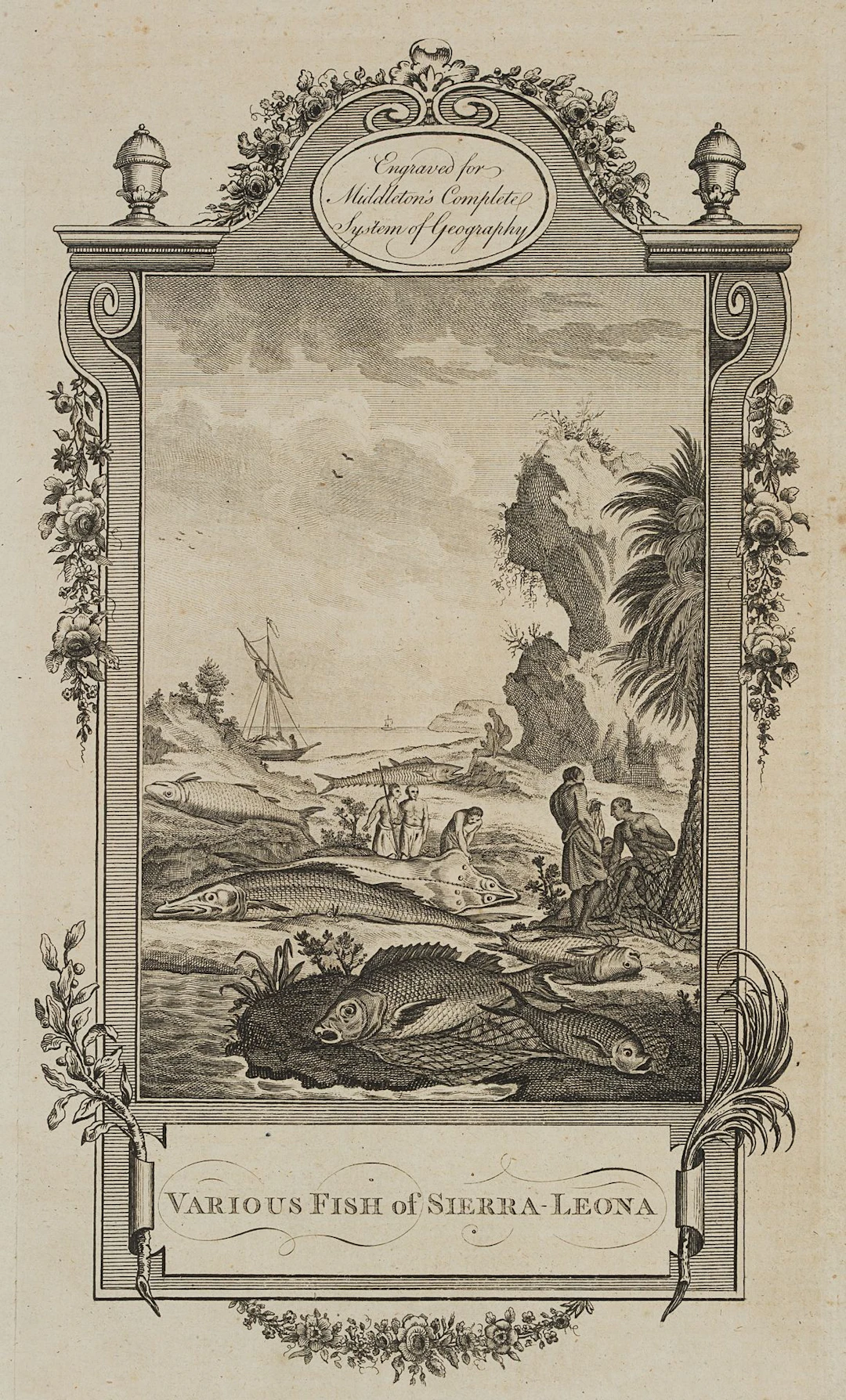 I. TAYLOR (1730-1807) attributed, Fish species of Sierra Leone, 1778
