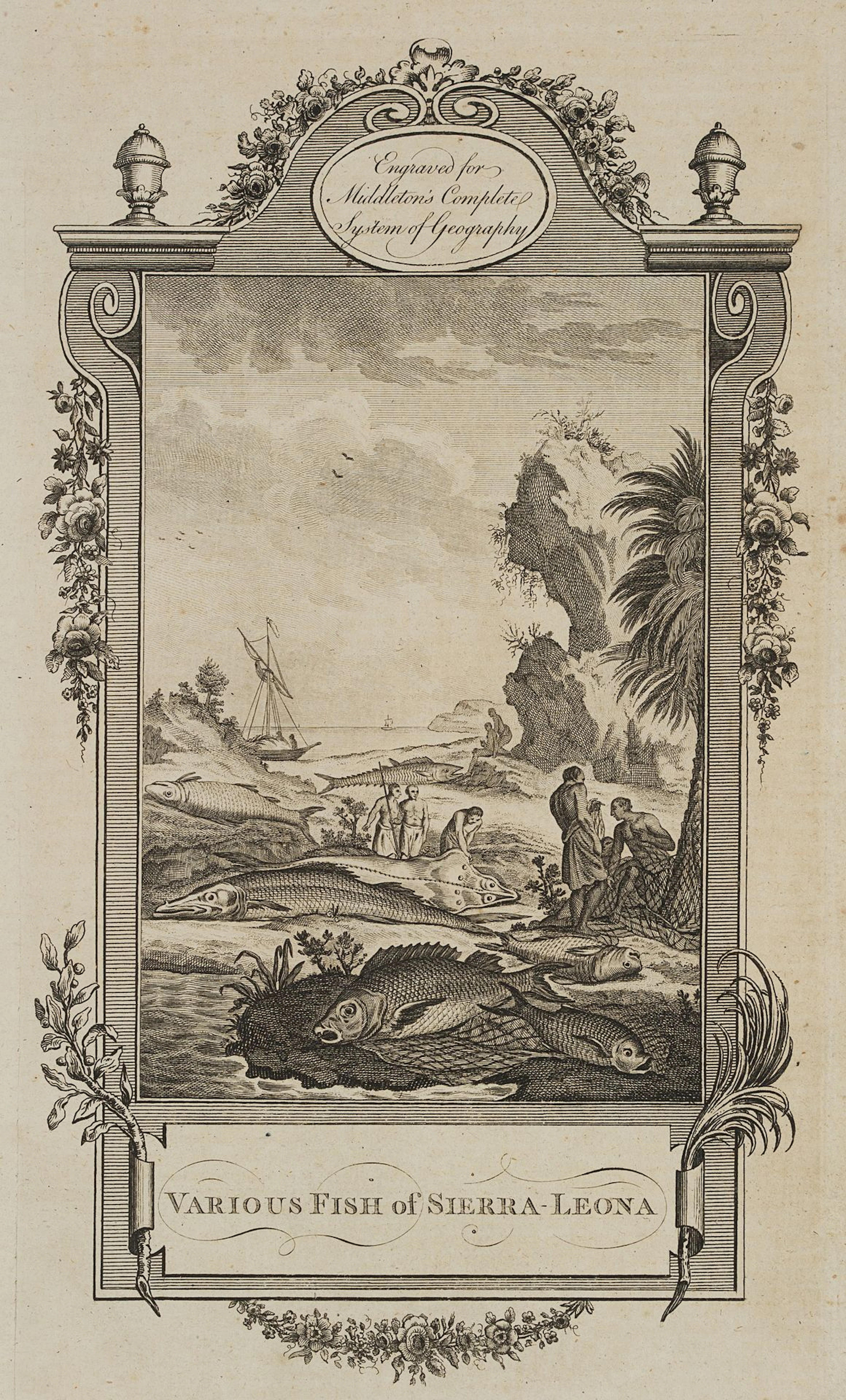 I. TAYLOR (1730-1807) attributed, Fish species of Sierra Leone, 1778