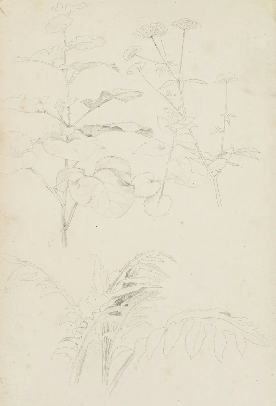 Unknown (19th), Meadow plants and hogweed, Pencil Unknown (19th century):