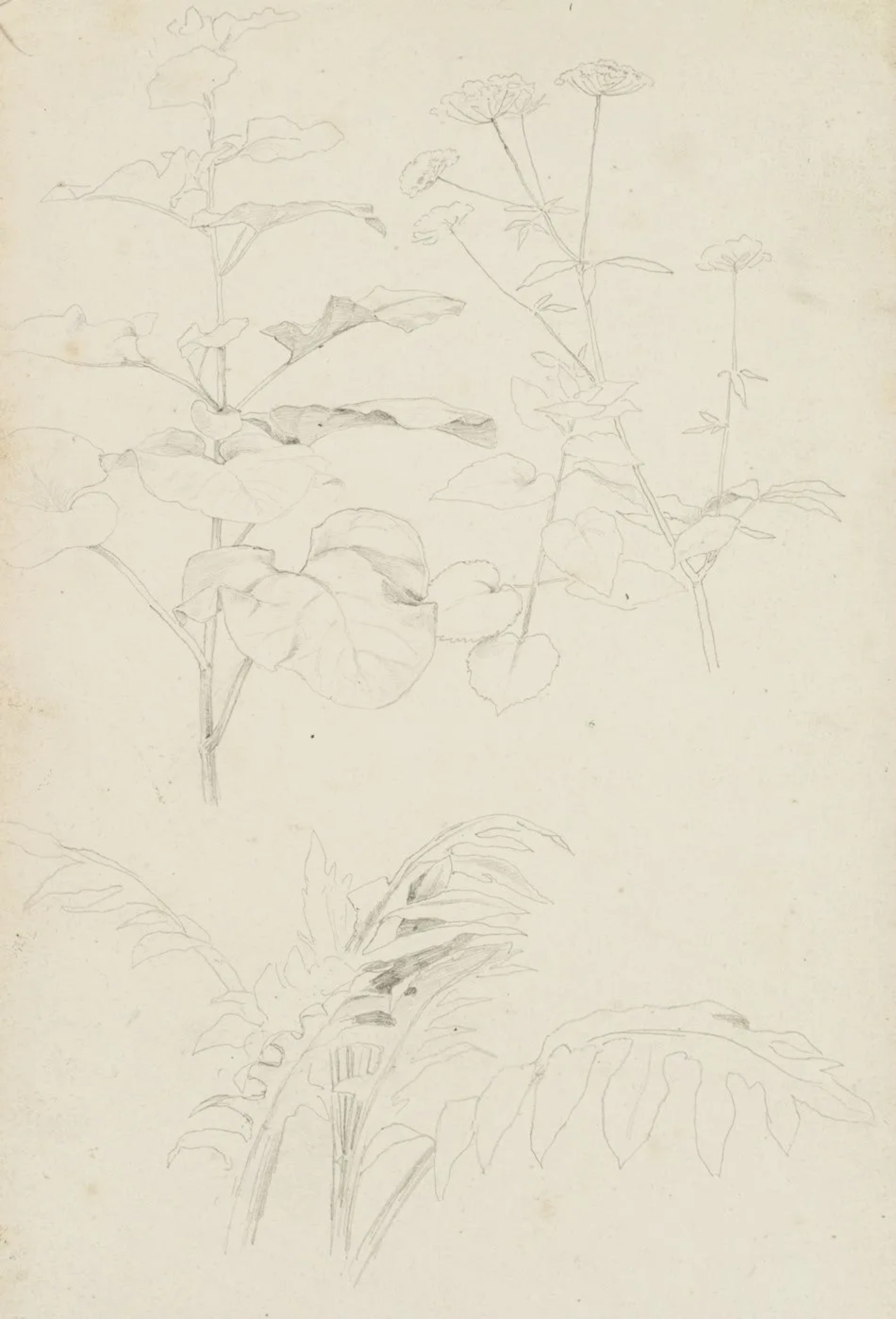 Unknown (19th), Meadow plants and hogweed, Pencil Unknown (19th century):