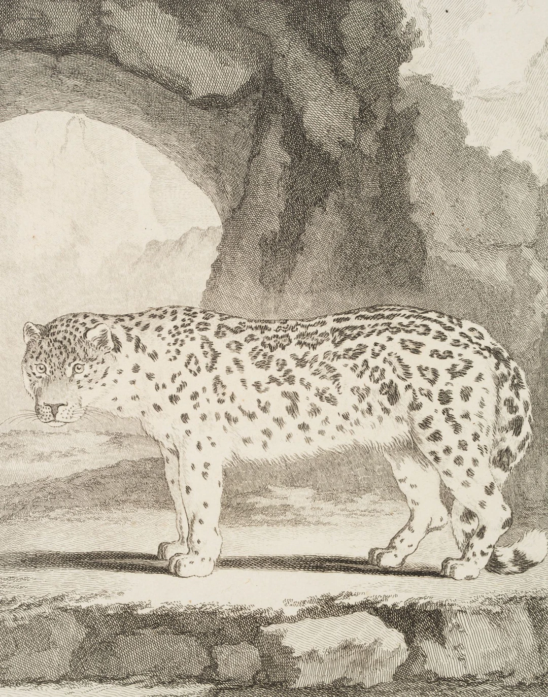 J. BAQUOY (*1721) after SÈVE (*1742), A View of a Snow Leopard, ca.