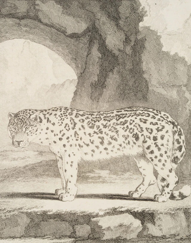 J. BAQUOY (*1721) after SÈVE (*1742), A View of a Snow Leopard, ca.