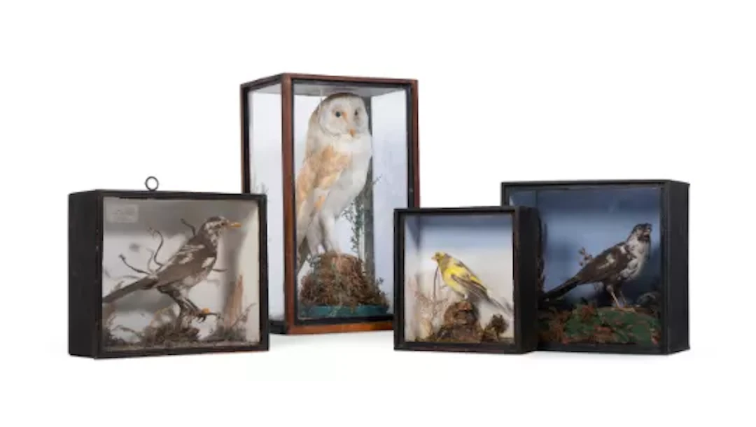 Y A COLLECTION OF THREE TAXIDERMY BIRD SPECIMENS, LATE 19TH OR EARLY