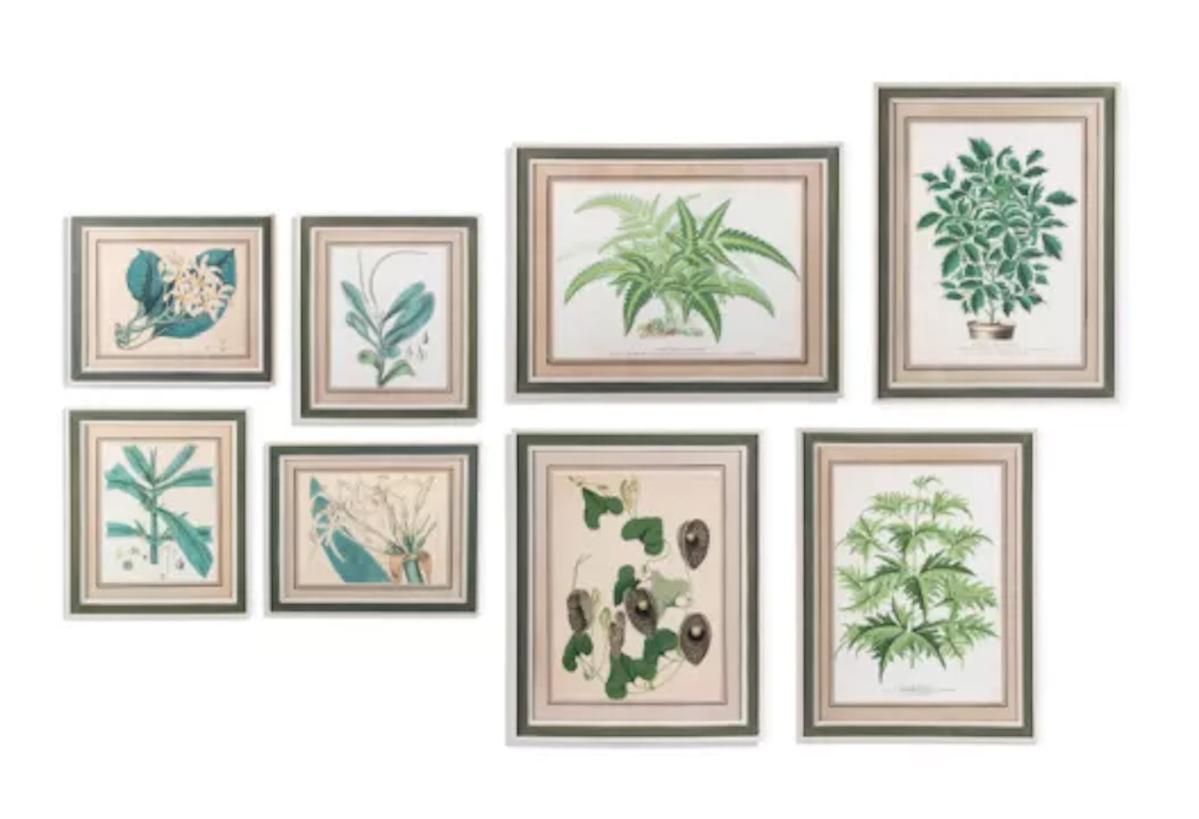 BRITISH SCHOOL, EIGHT BOTANICAL STUDIES