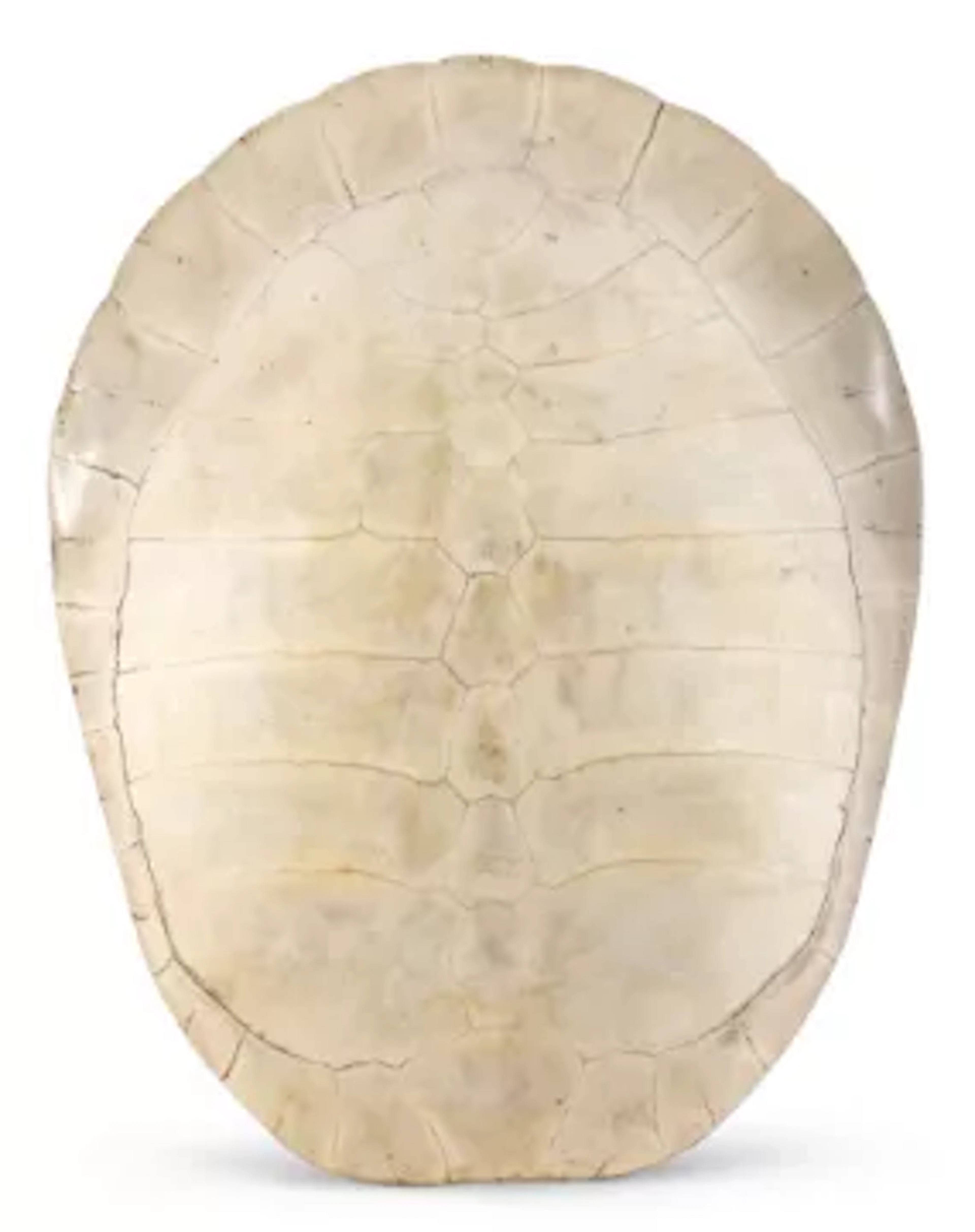 Y AN ARRAU OR GIANT SOUTH, AMERICAN RIVER TURTLE SKELETAL CARAPACE