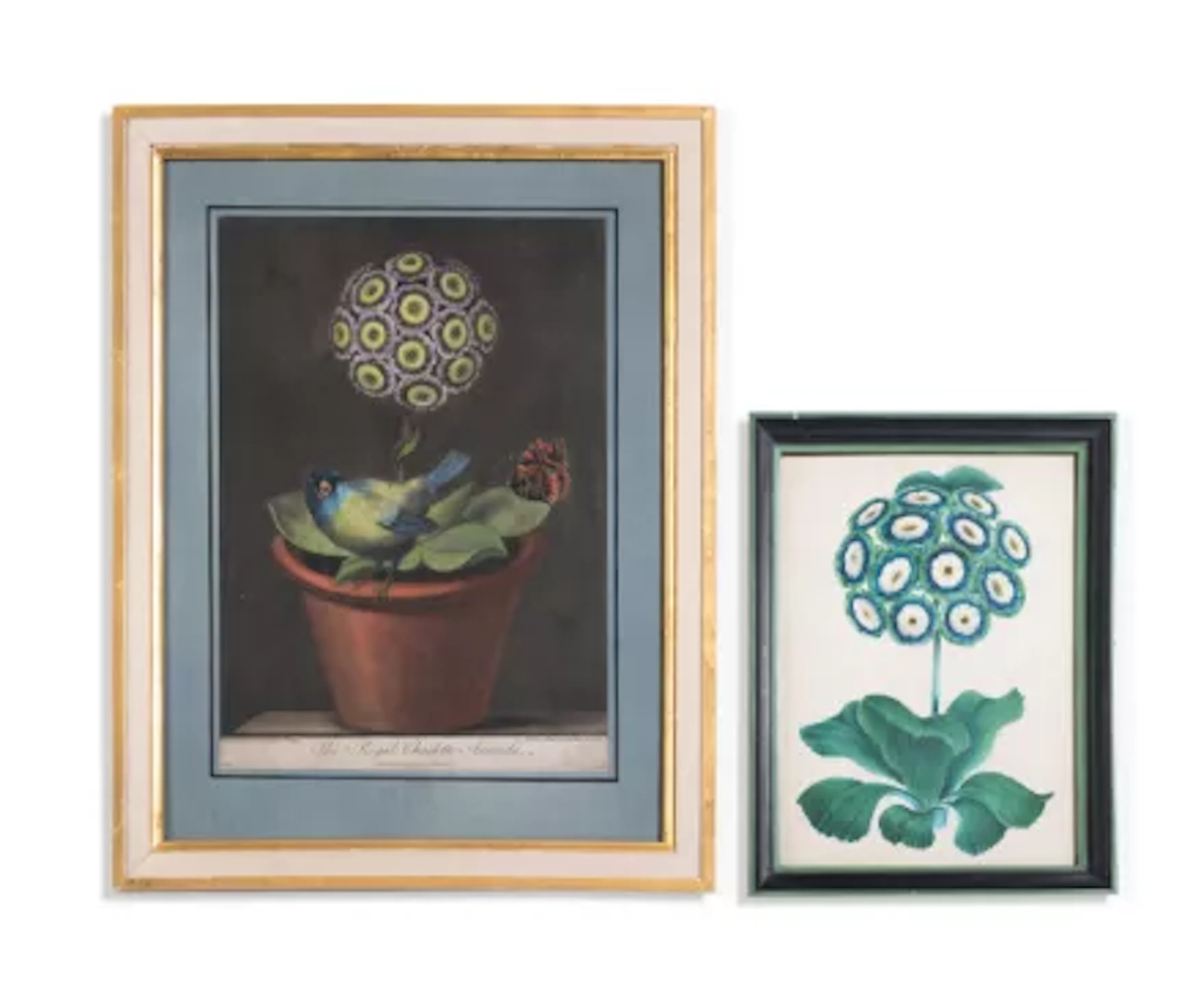BRITISH SCHOOL (18TH/19TH CENTURY), A STUDY OF AN AURICULA