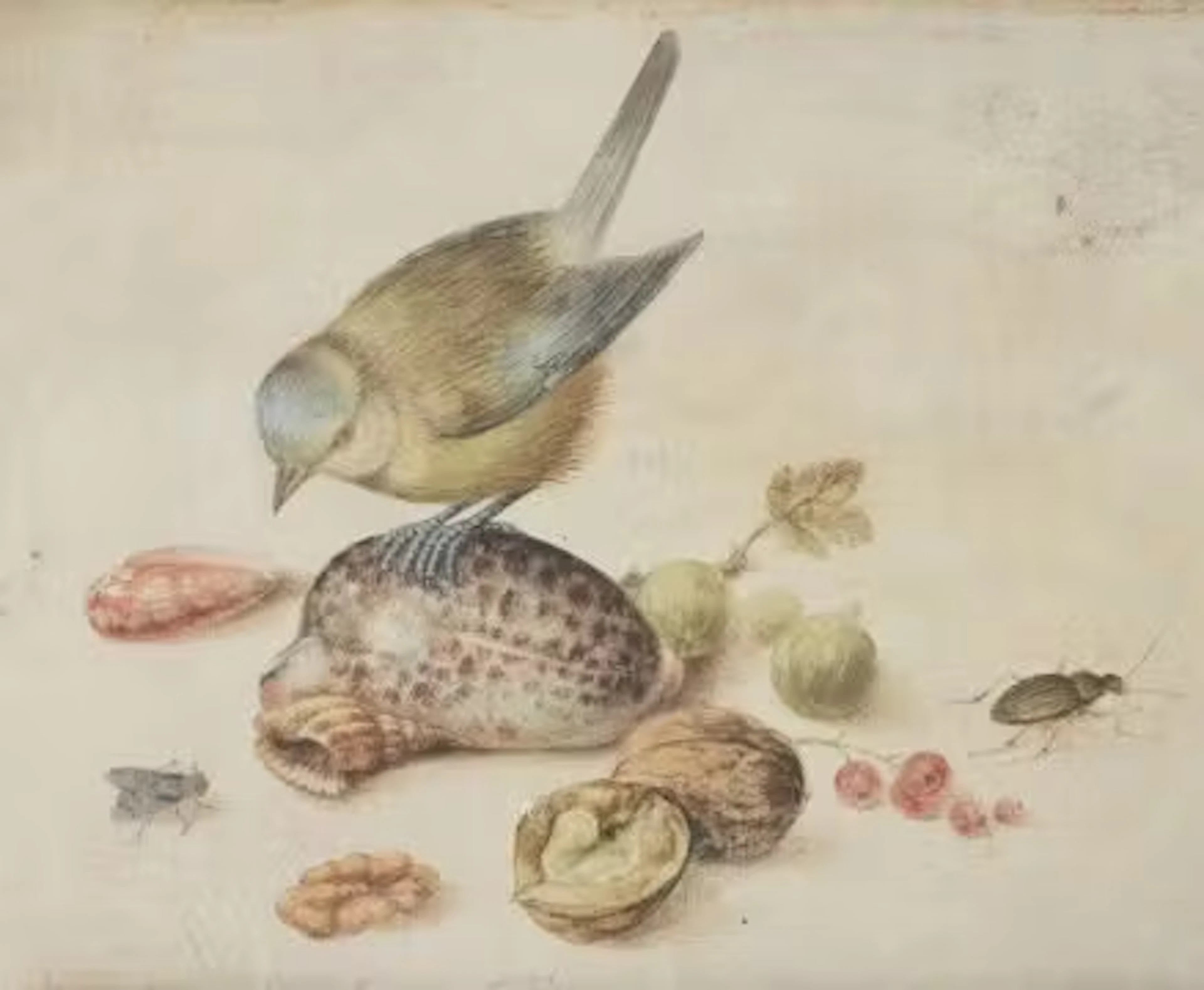 AFTER GEORG FLEGEL, STILL LIFE WITH BLUE TIT, SHELLS, FRUITS AND INSECT