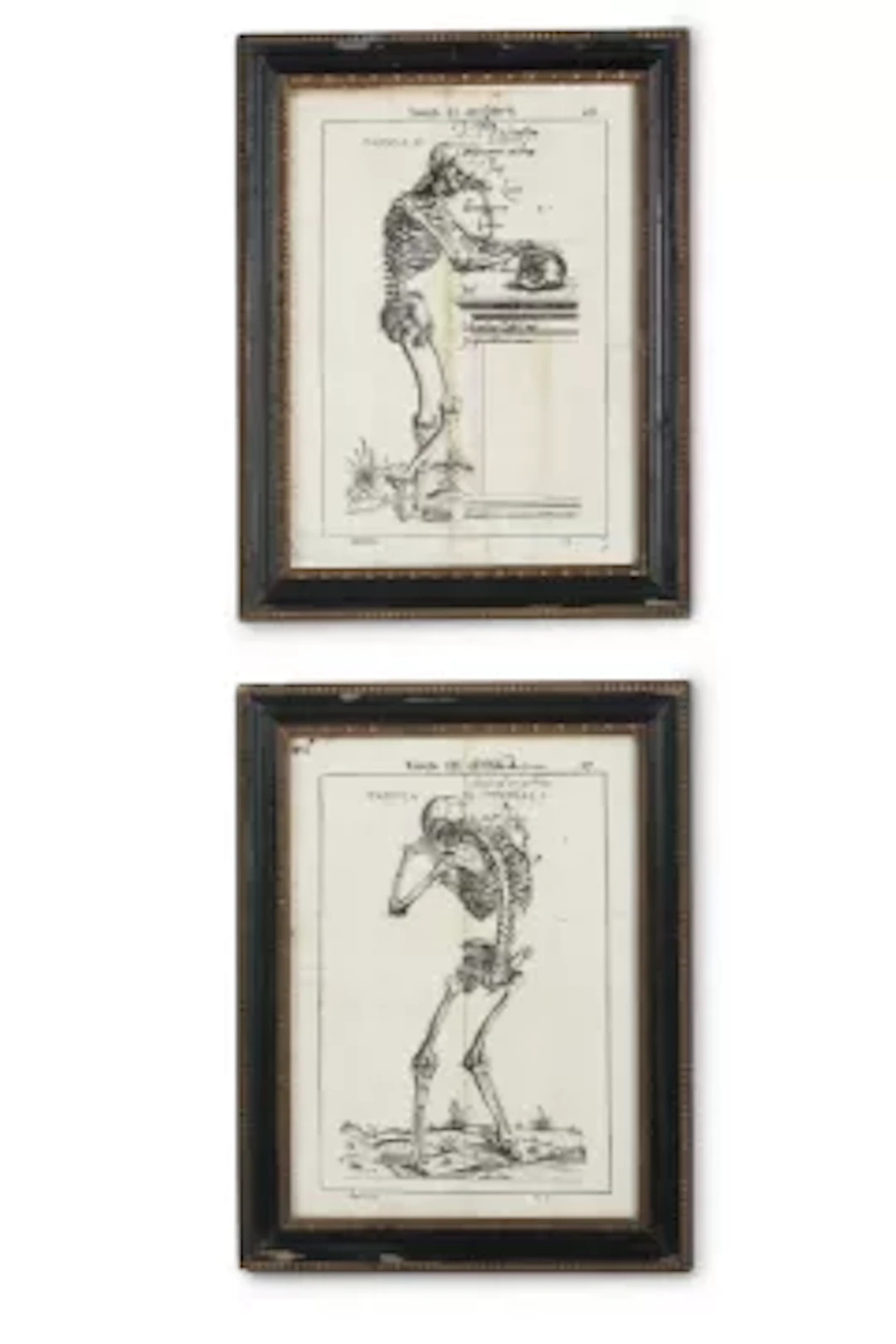 AFTER ANDREAS VESALIUS, TWO MOMENTO MORI PRINTS OF THE WEEPING SKELETON;