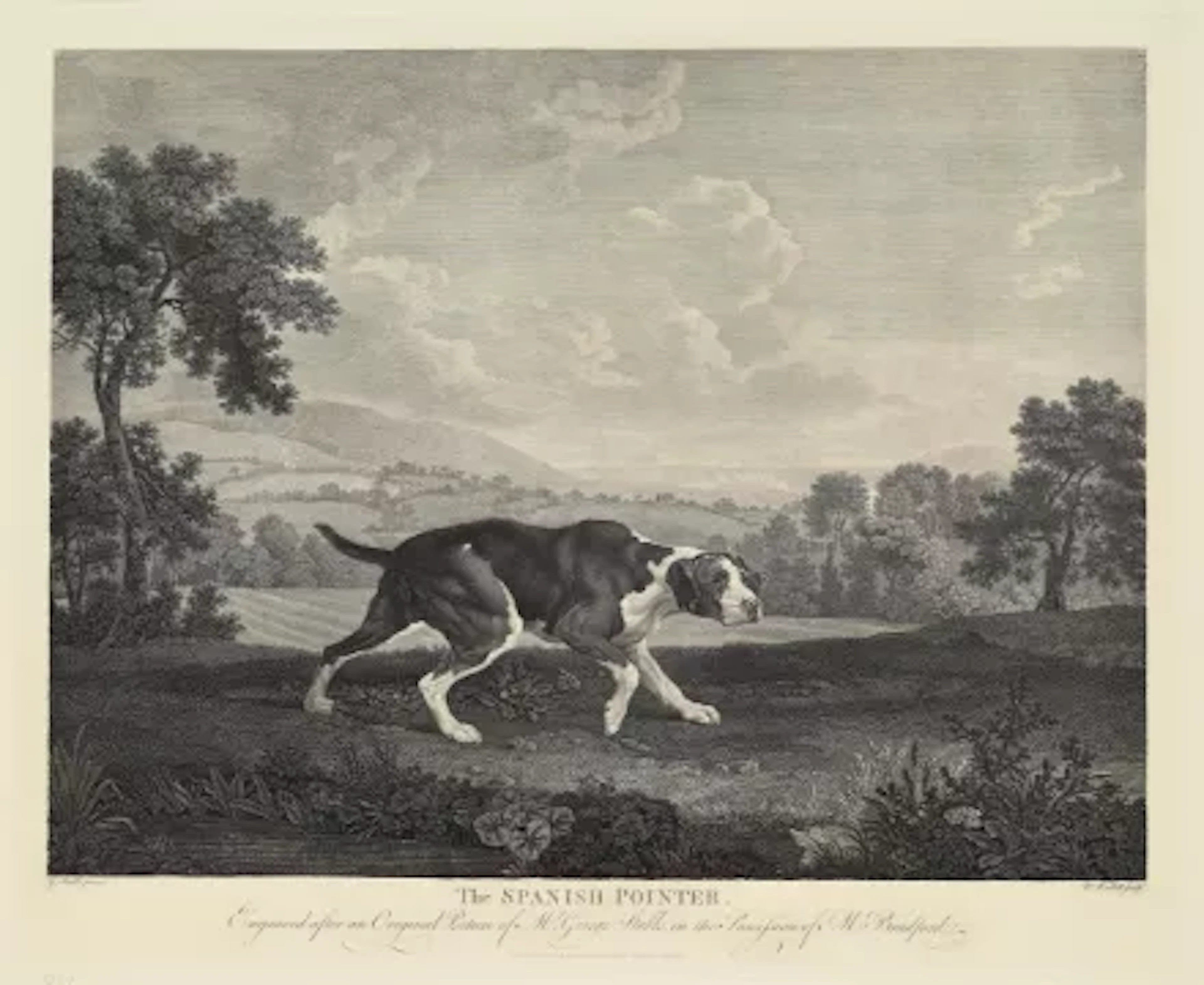 AFTER GEORGE STUBBS, THE SPANISH POINTER