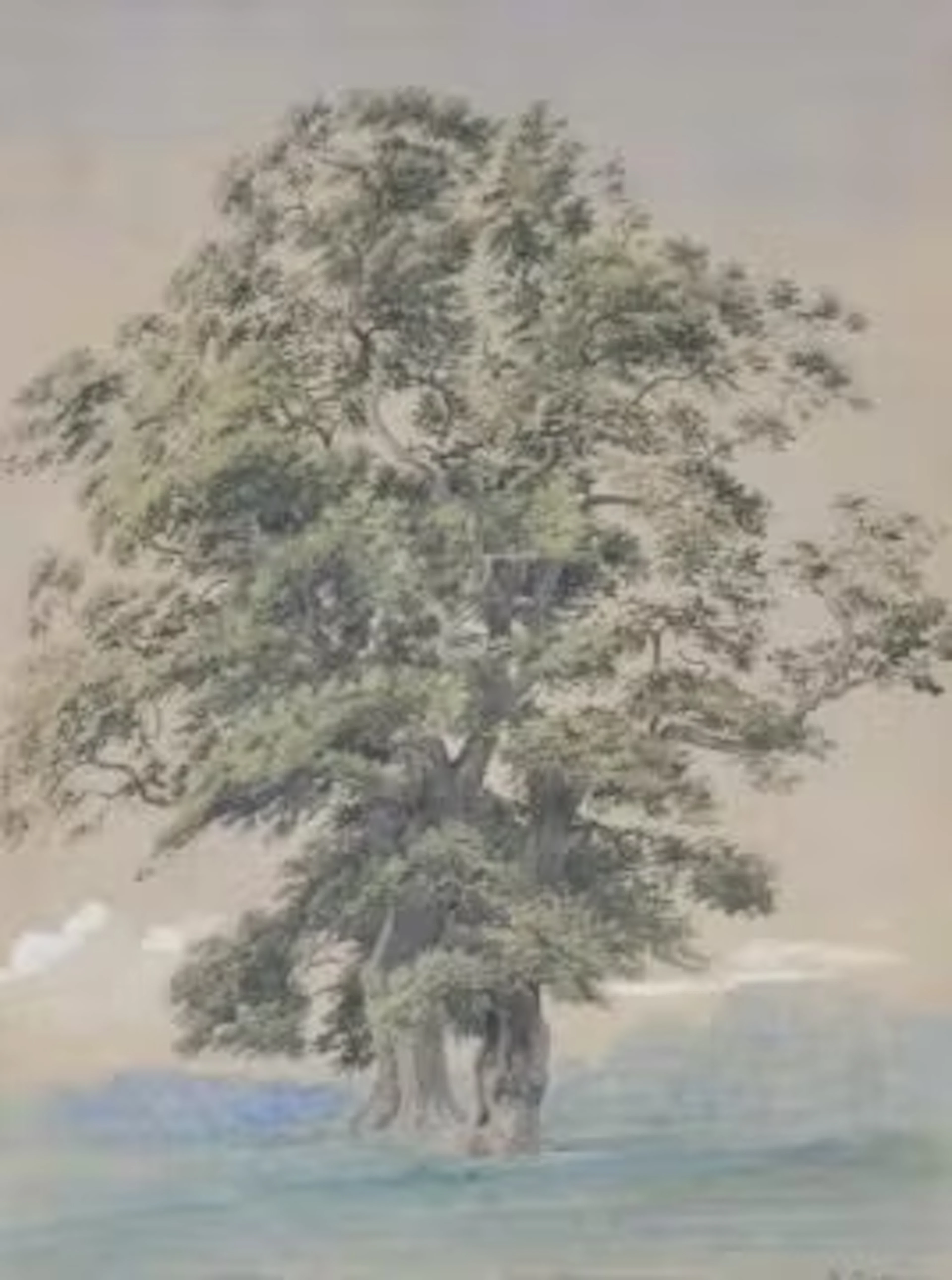 WILLIAM TURNER OF OXFORD (BRITISH 1789-1862), A TREE IN BLENHEIM PARK