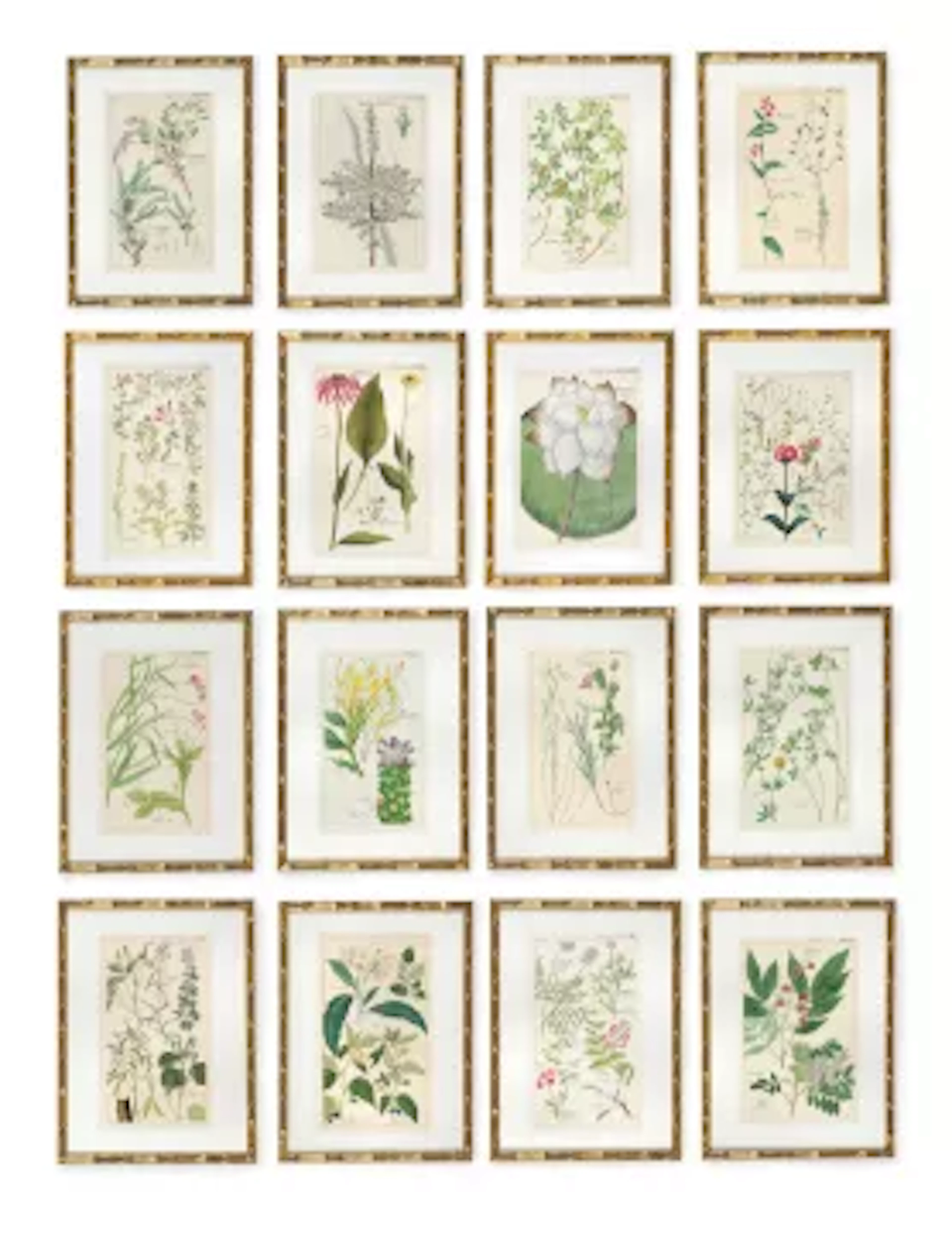 A SET OF SIXTEEN HAND COLOURED BOTANICAL PRINTS FROM FLORA UNIVERSALIS