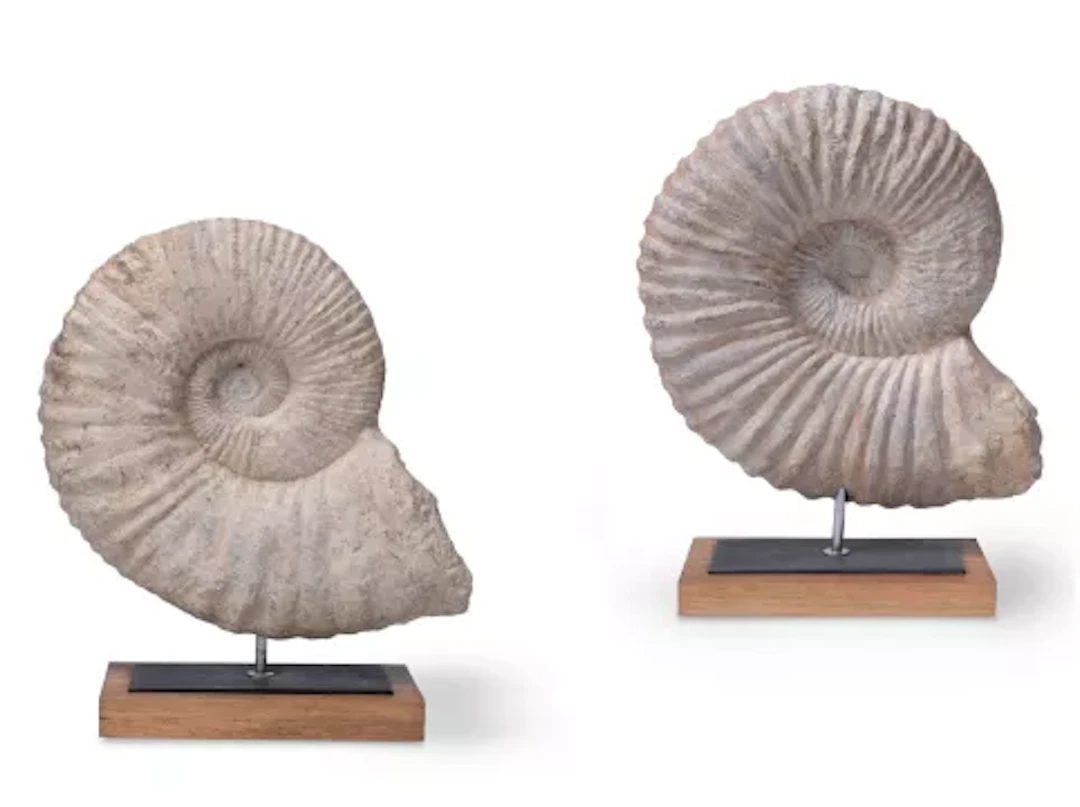 TWO LARGE AMMONITES, CRETACEOUS PERIOD (245-65 MILLION YEARS)