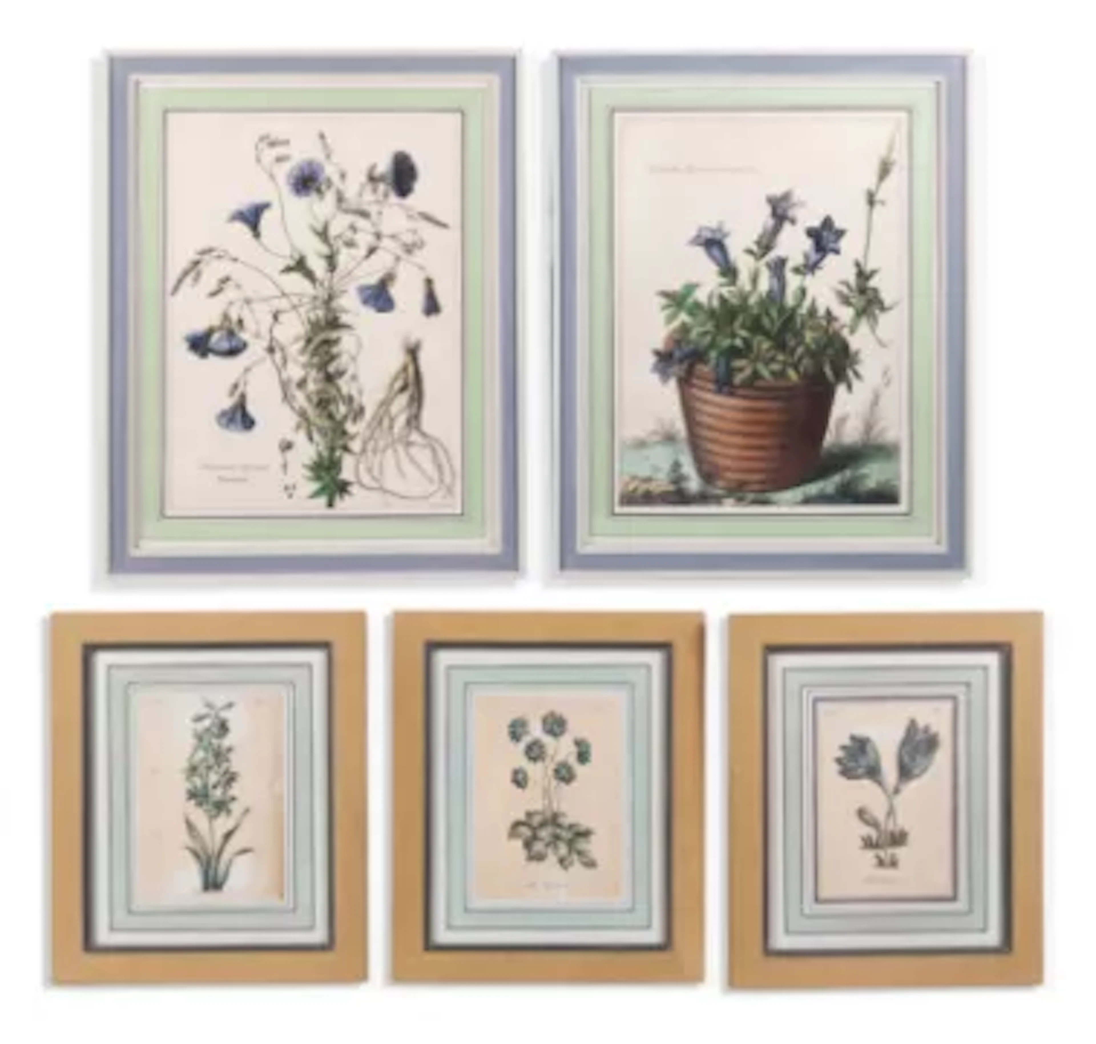 AFTER ABRAHAM BOSSE AND NICHOLAS ROBERT, TWO BOTANICAL PRINTS, TOGETHER