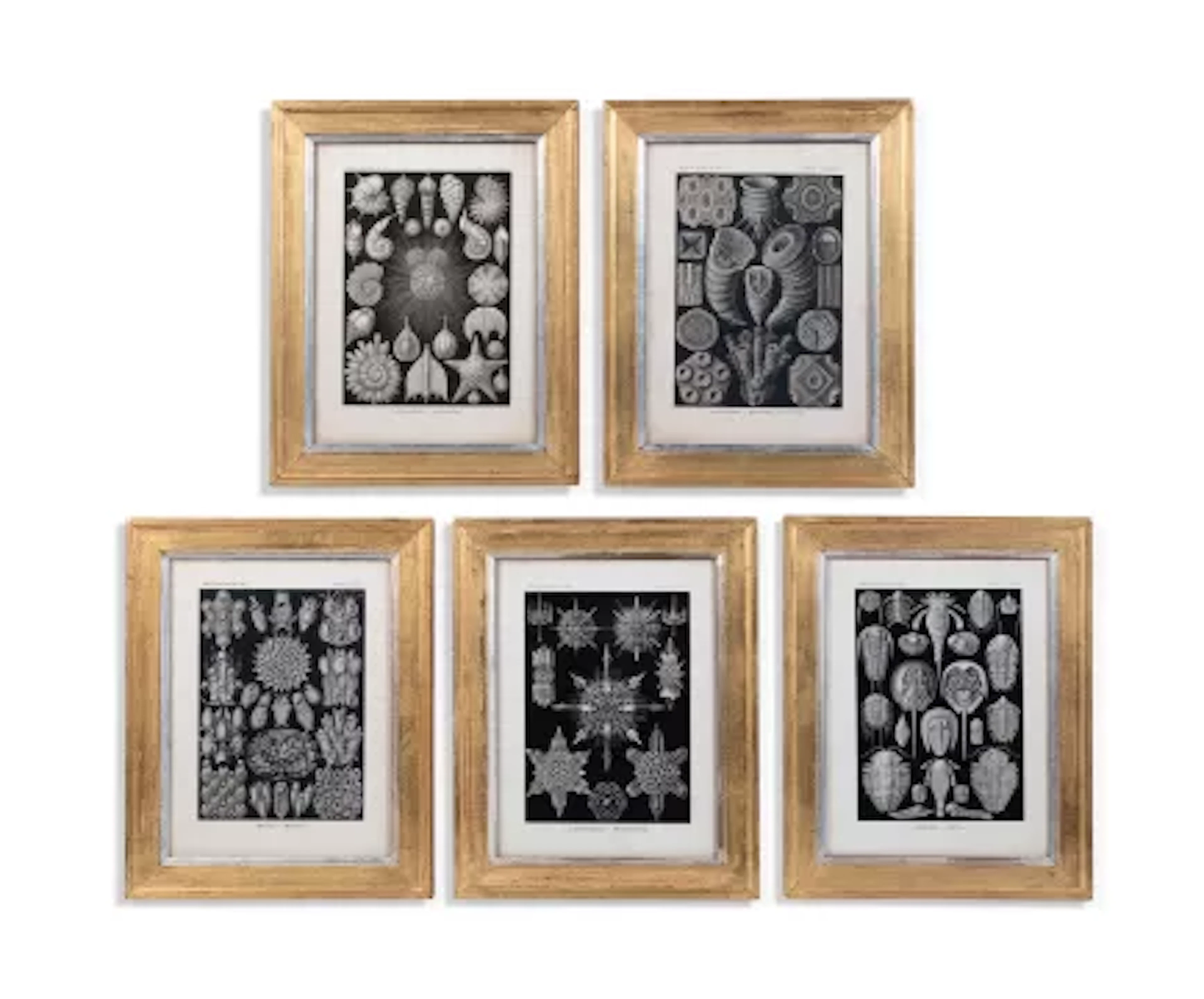 AFTER ERNST HAECKEL, A SET OF FIVE PRINTS FROM 'ART FORMS IN NATURE' (1904)