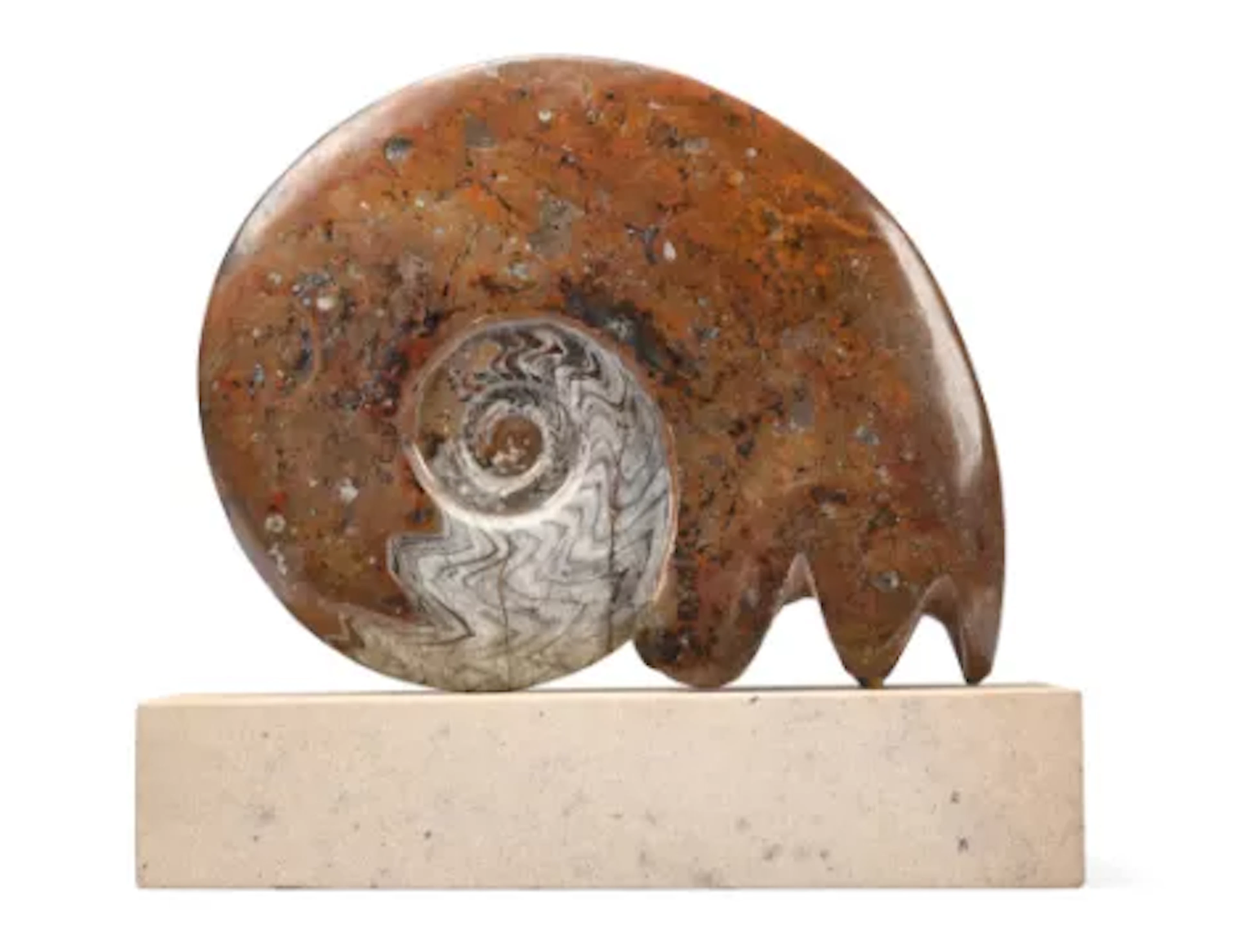 A LARGE FOSSILISED AMMONITE (AMMONOIDEA), CRETACEOUS PERIOD (245-65