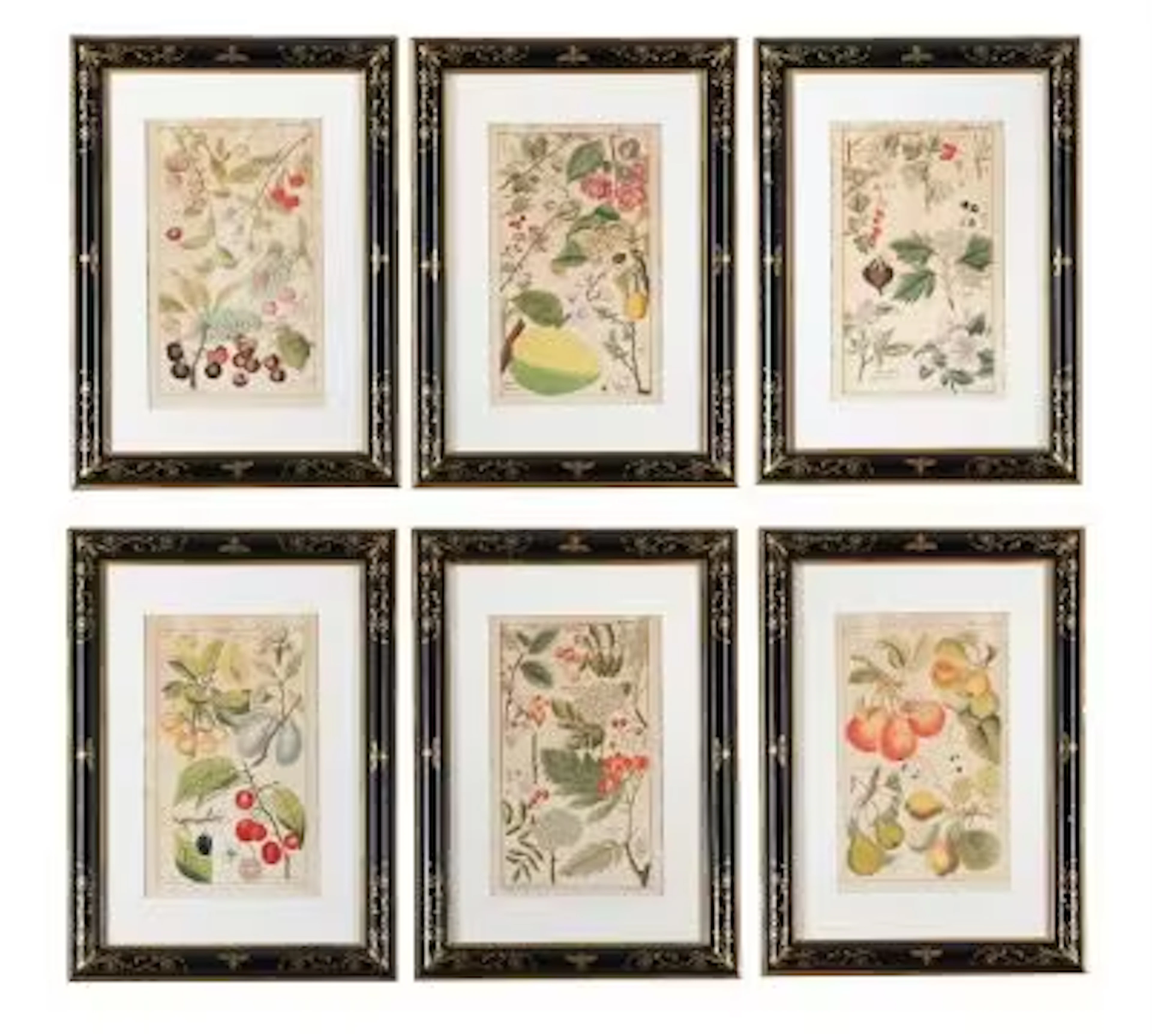 AFTER DAVID DIETRICH, SIX BOTANICAL PRINTS
