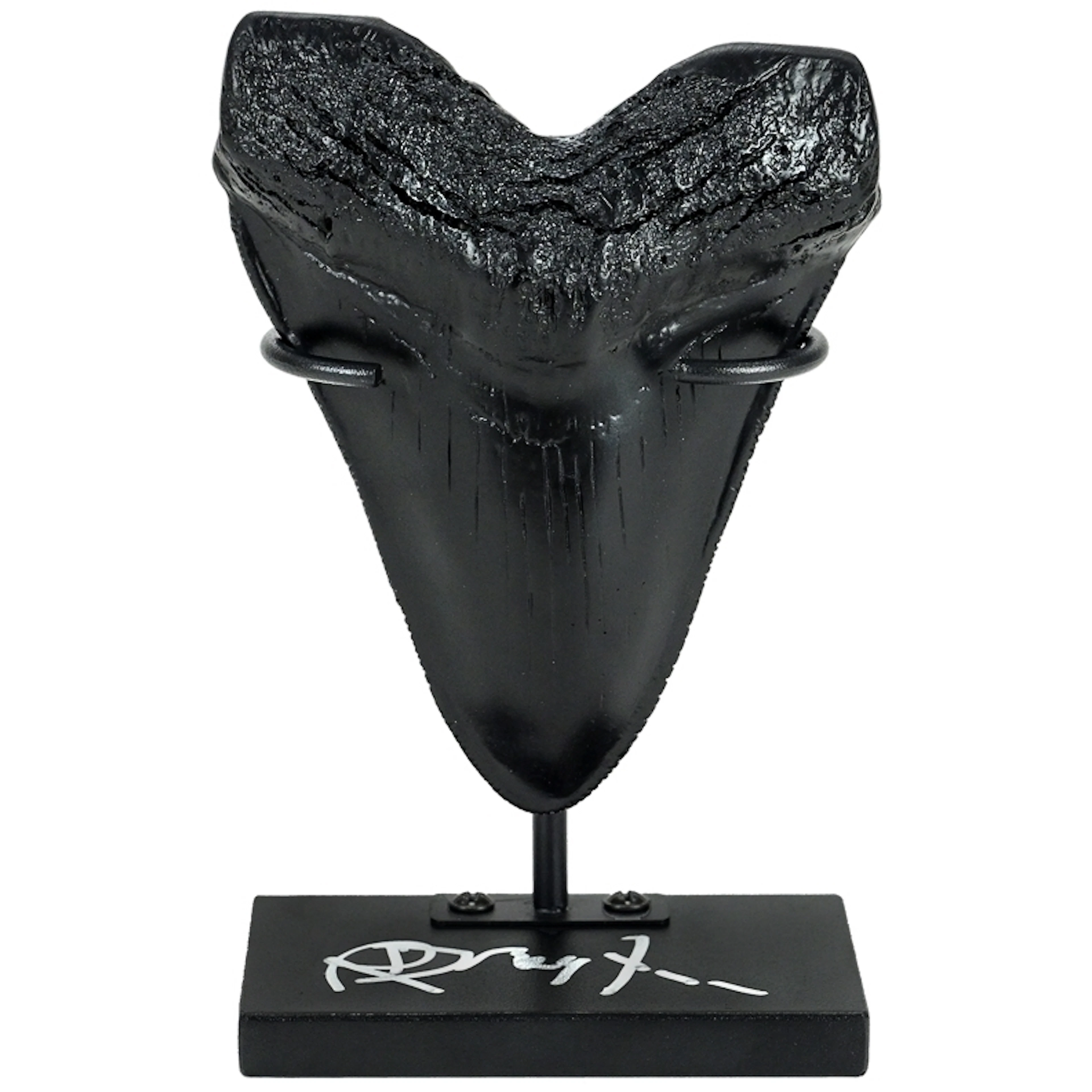 Richard Dreyfuss Autographed Jaws Megalodon Tooth Display, All, >