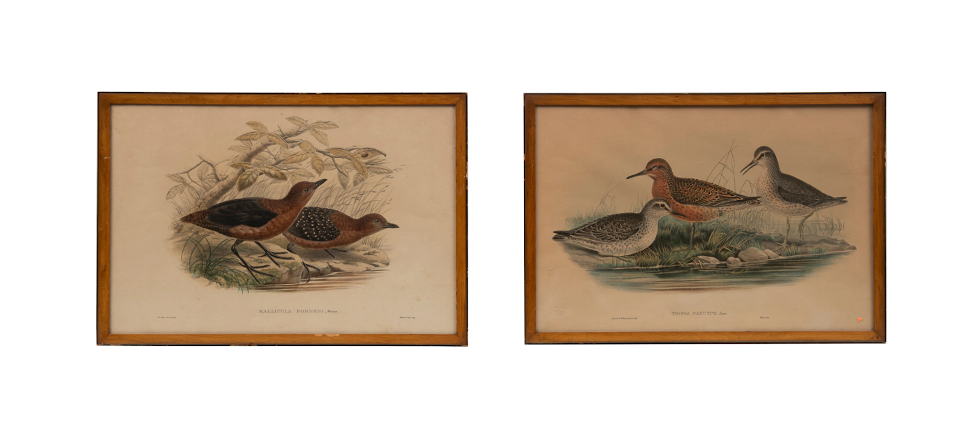 Gould & Hart, Two Ornithological Engravings