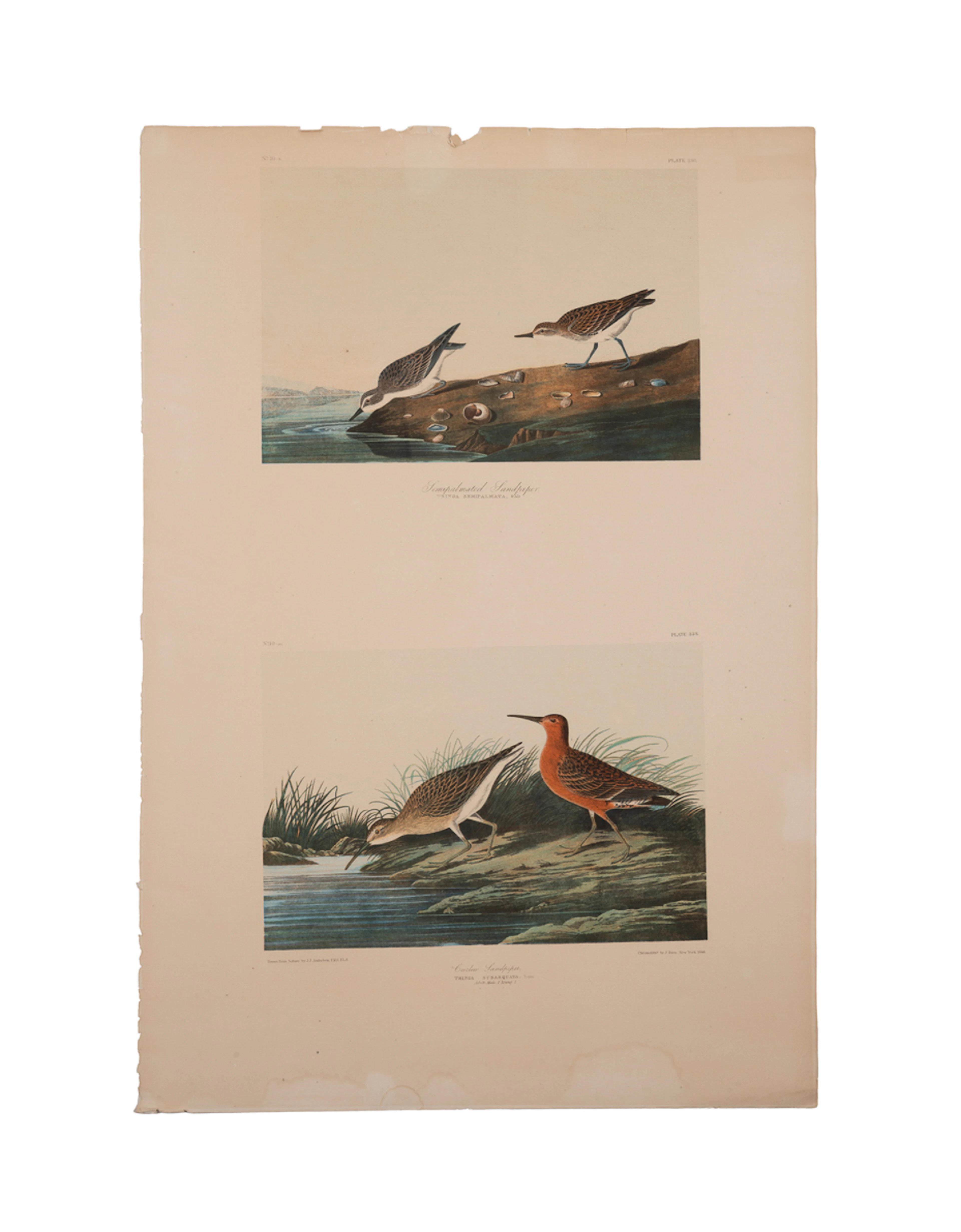 Audubon (After), Sandpipers Double Folio, Bien Ed.