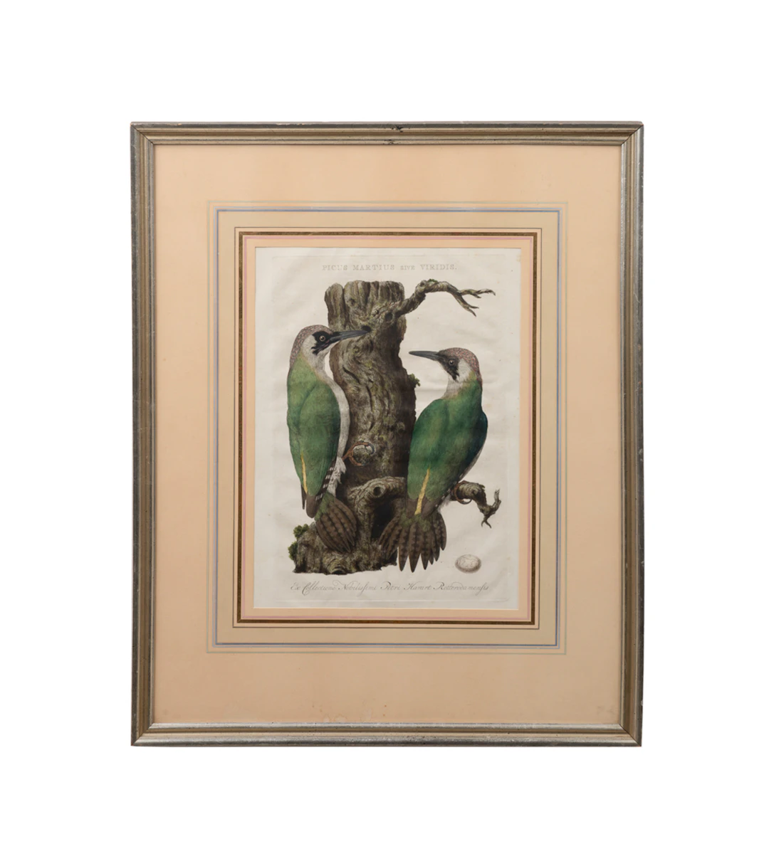 Woodpeckers, "Nederlandsche Vogelen", 1770-1829